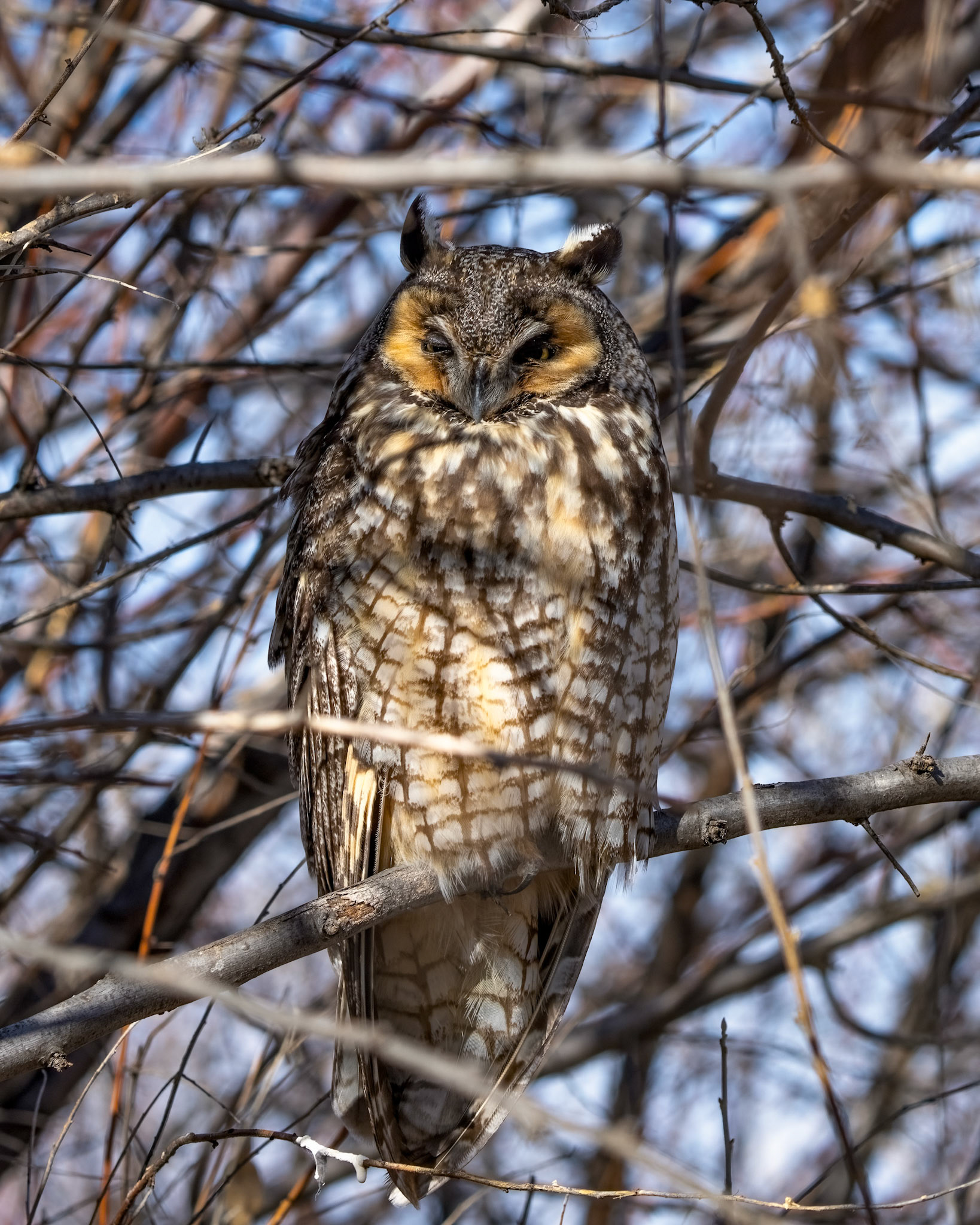 Long Eared Owl