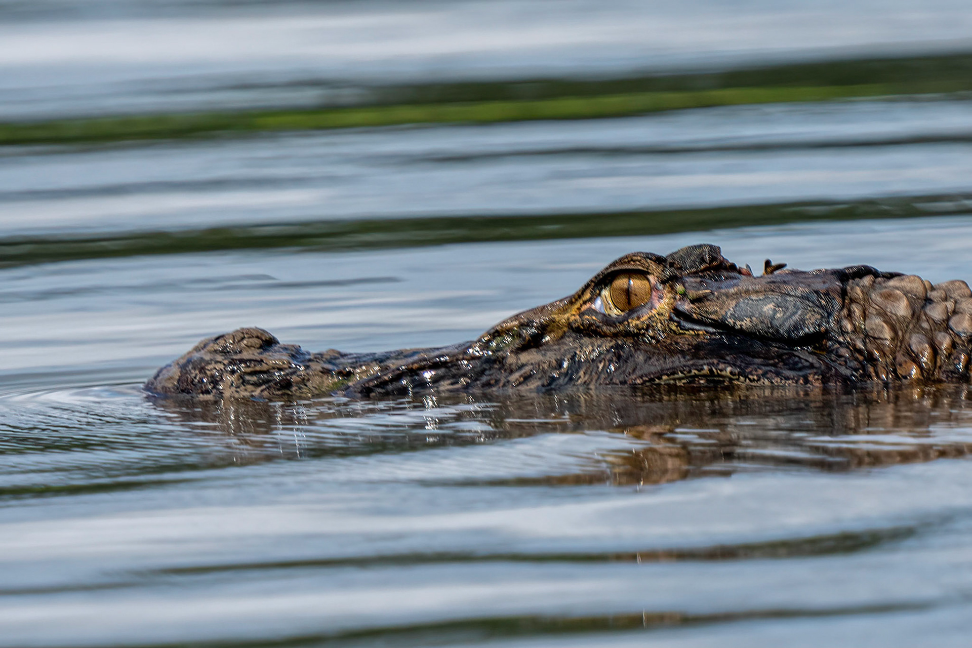 Caiman