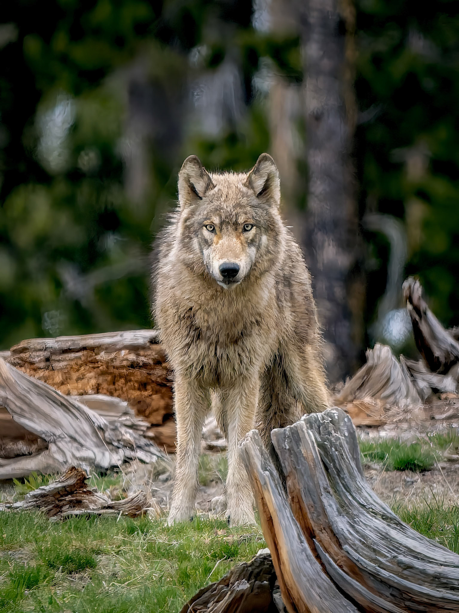 Wolf Yellowstone NP