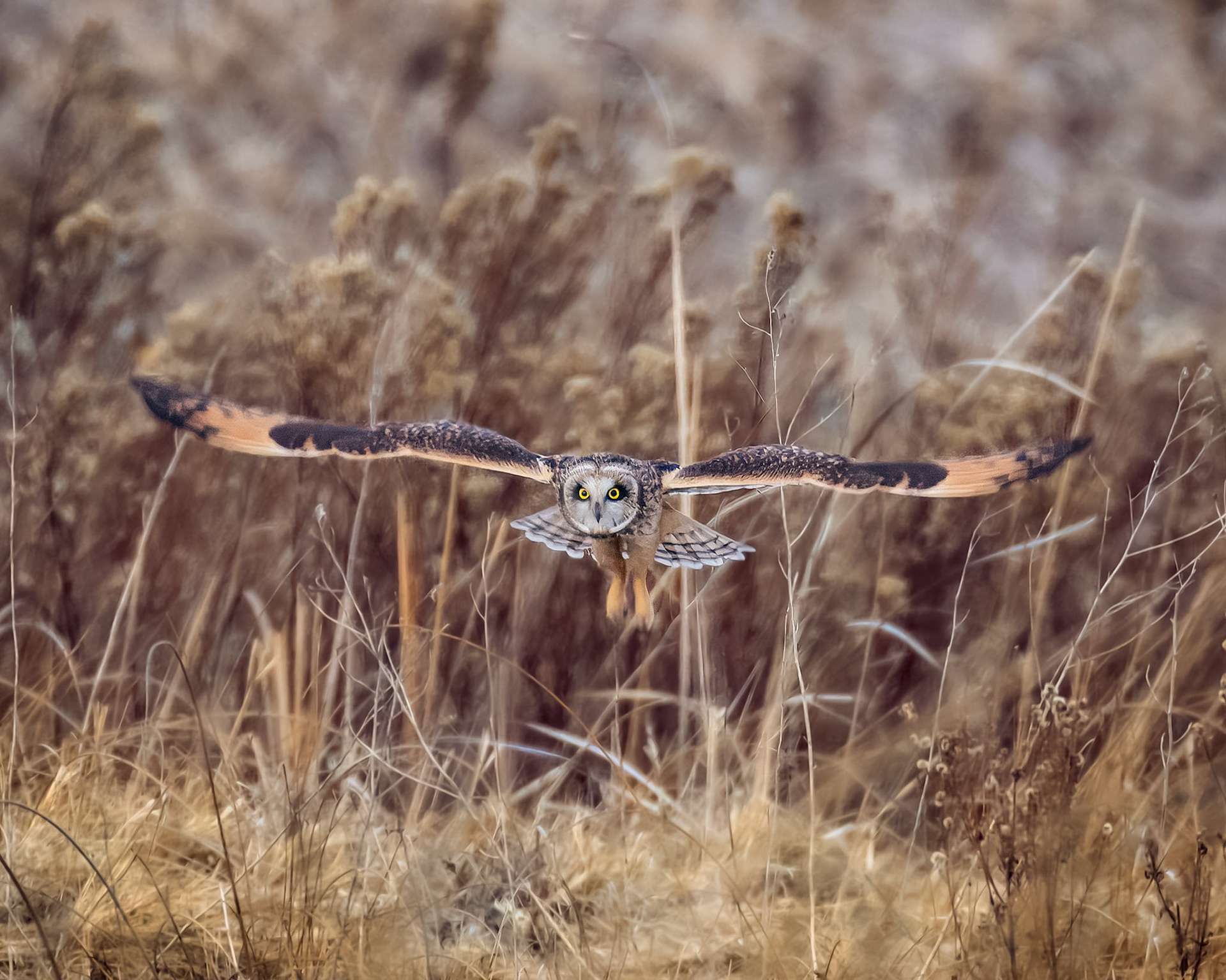 Short Eared Owl