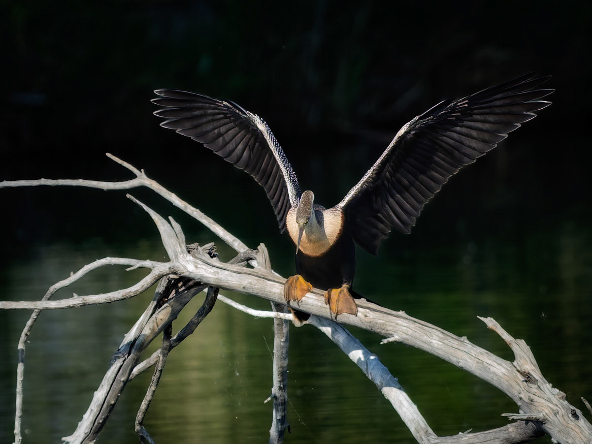 Anhinga in Colorado