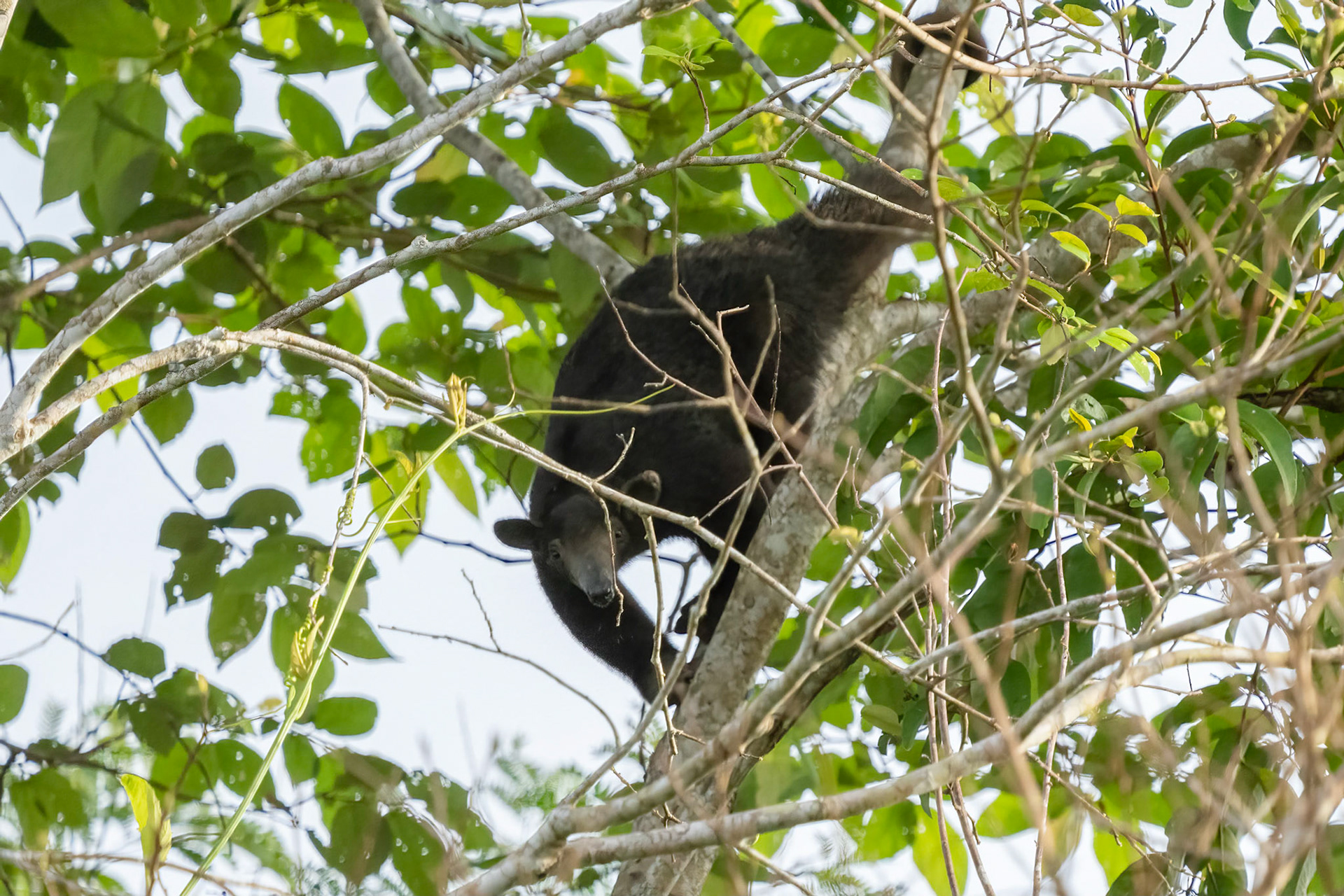 Anteater