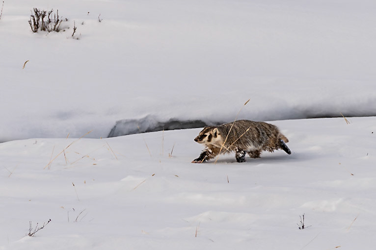 Badger