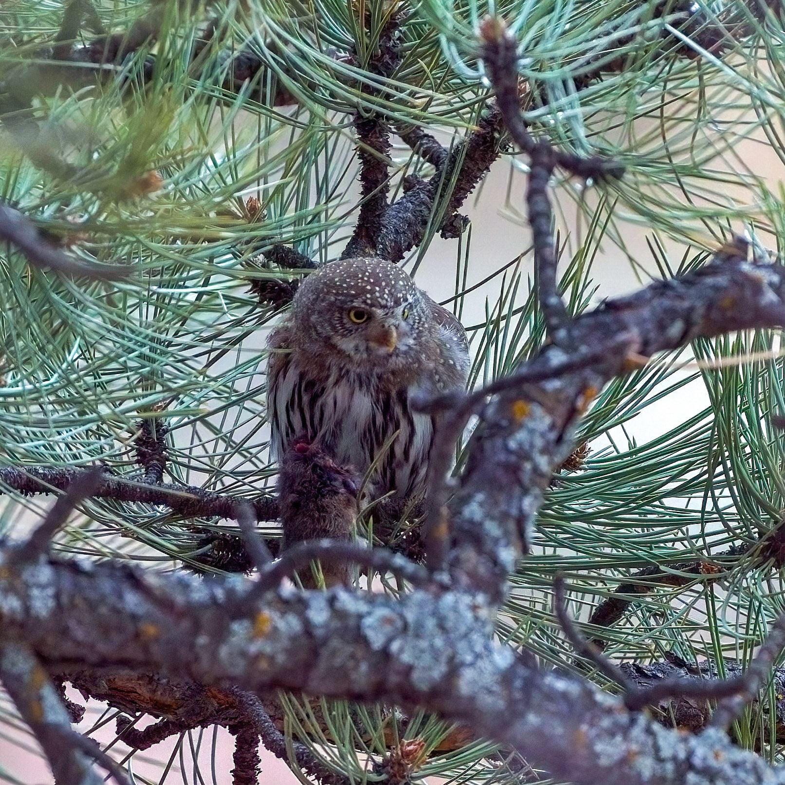 Northern Pygmy Owl