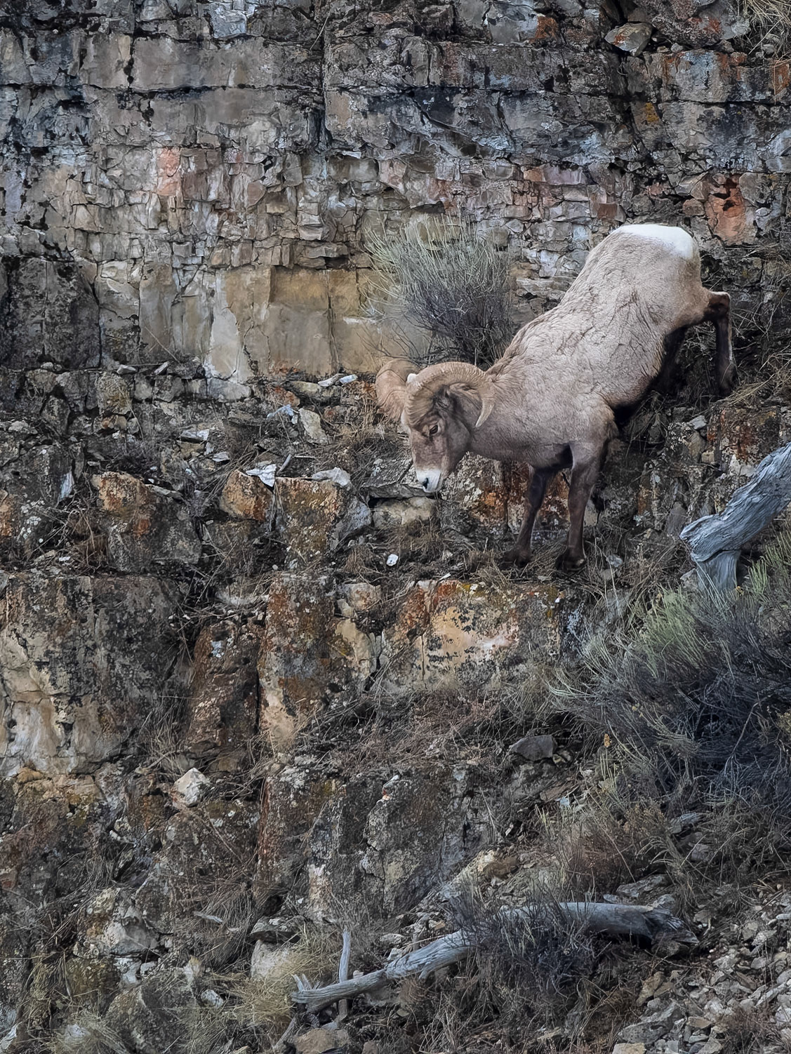 Big Horn Sheep Ram