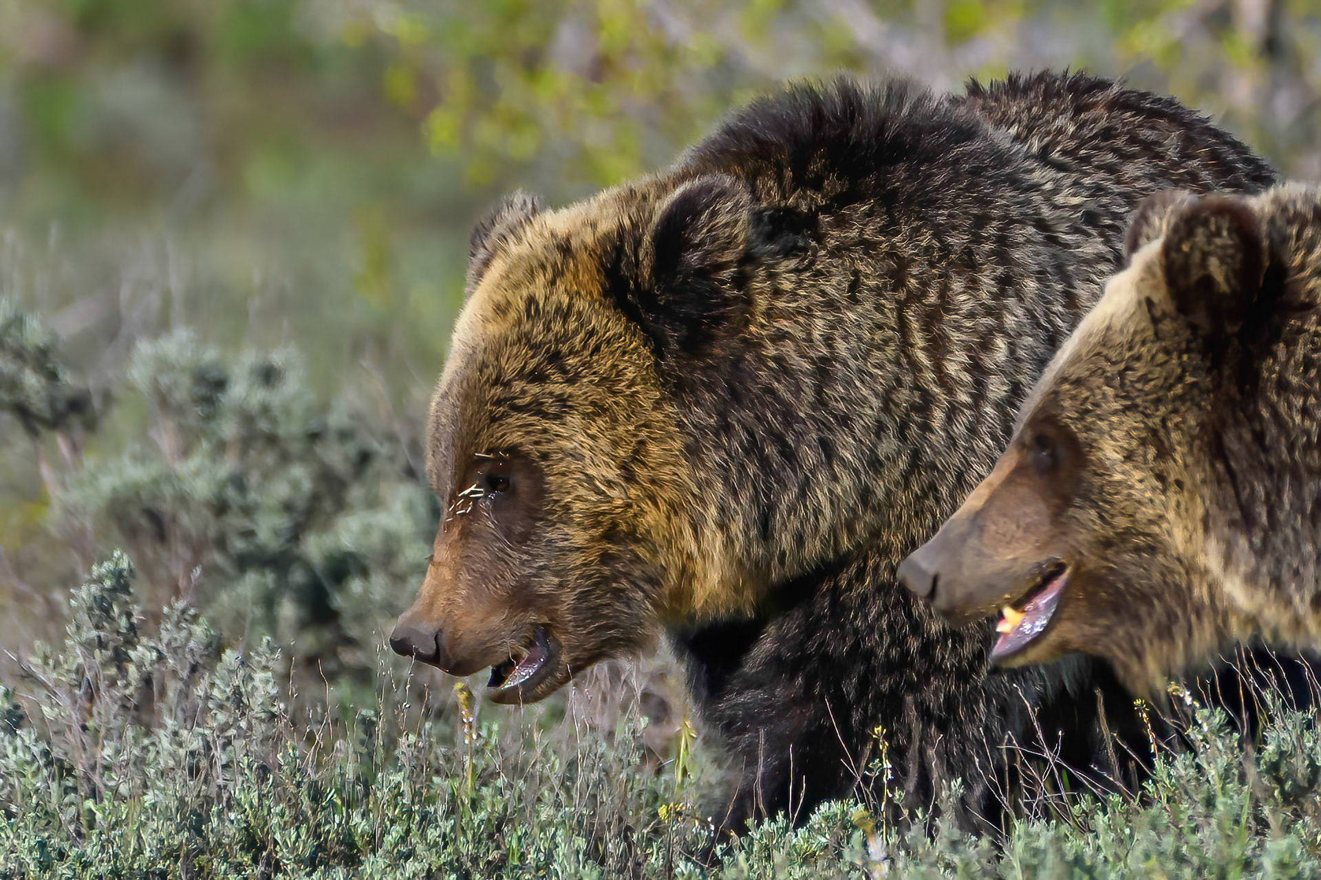 This bear tangled with a Porcupine
