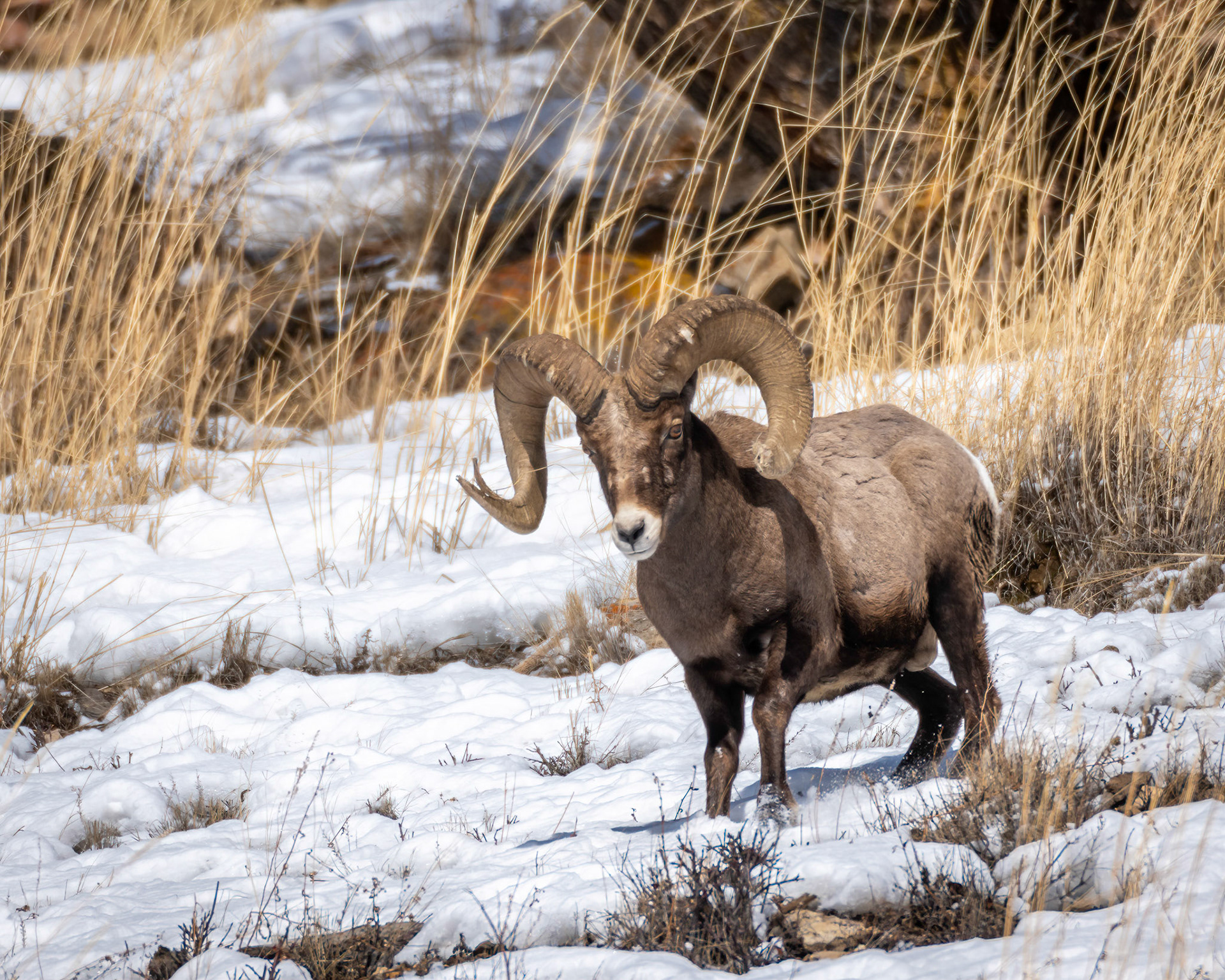 Big Horn Sheep Ram