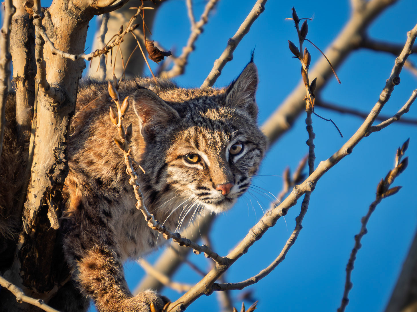 Bobcat