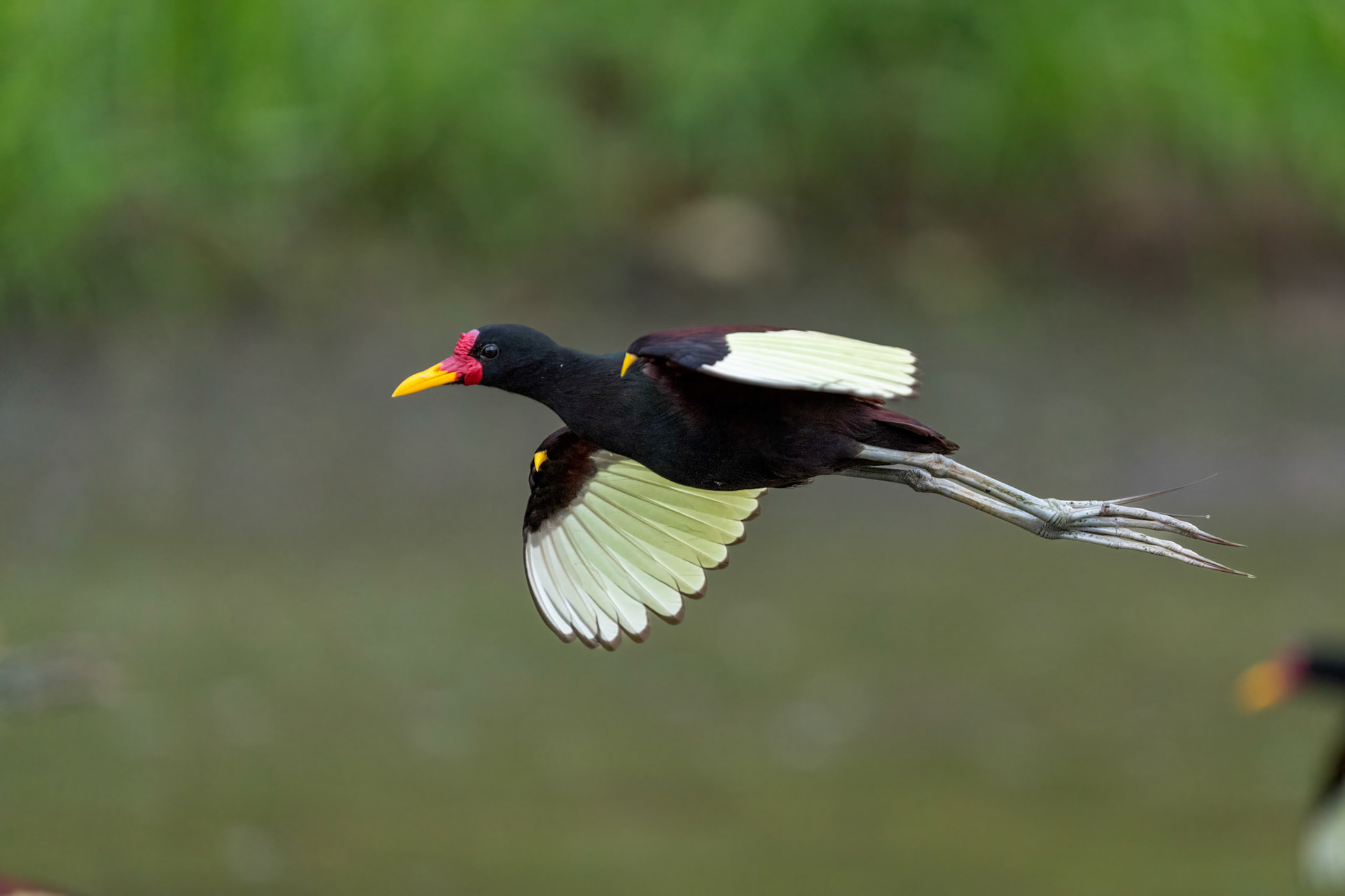 Wattled Jacana