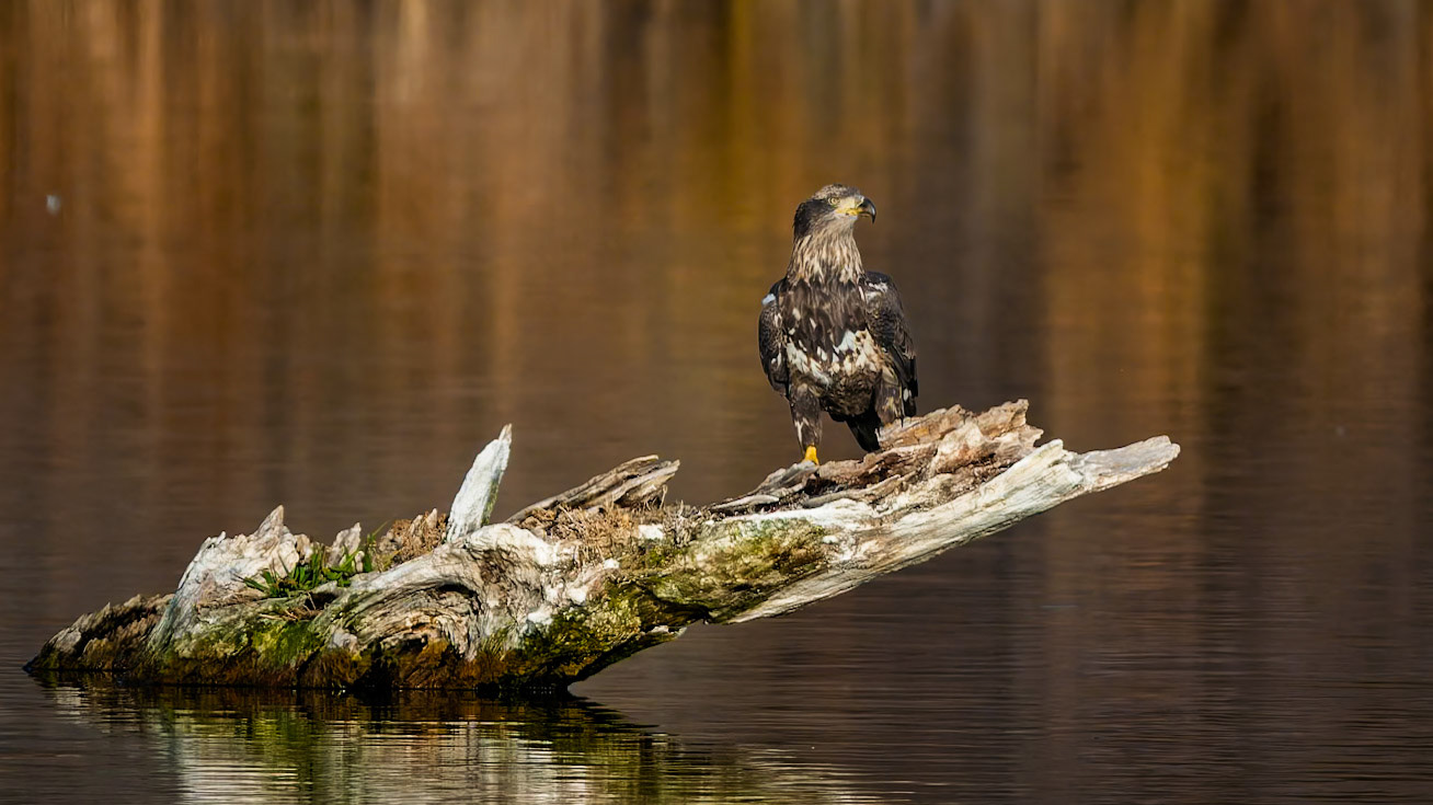 Bald Eagle