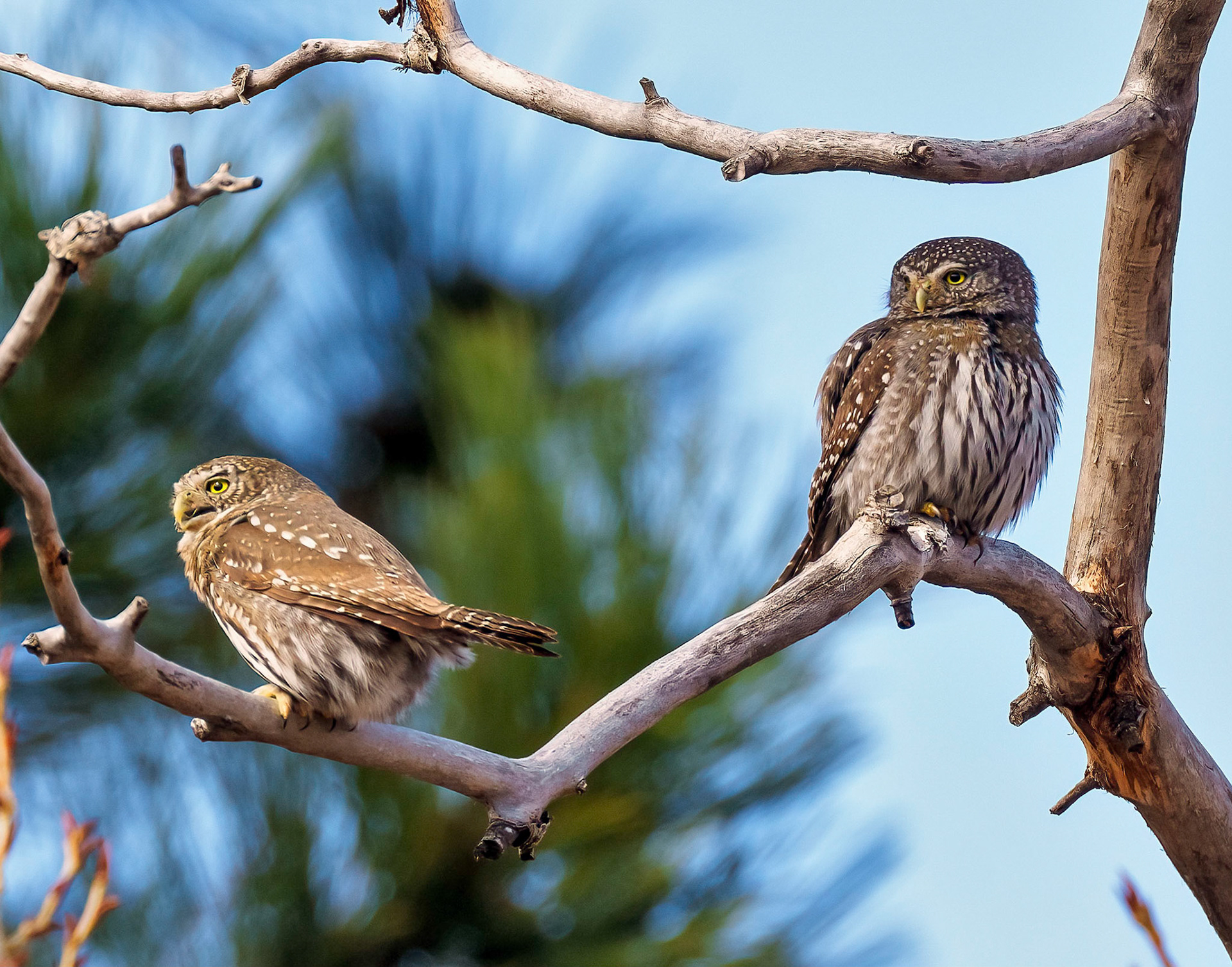 Northern Pygmy Owl