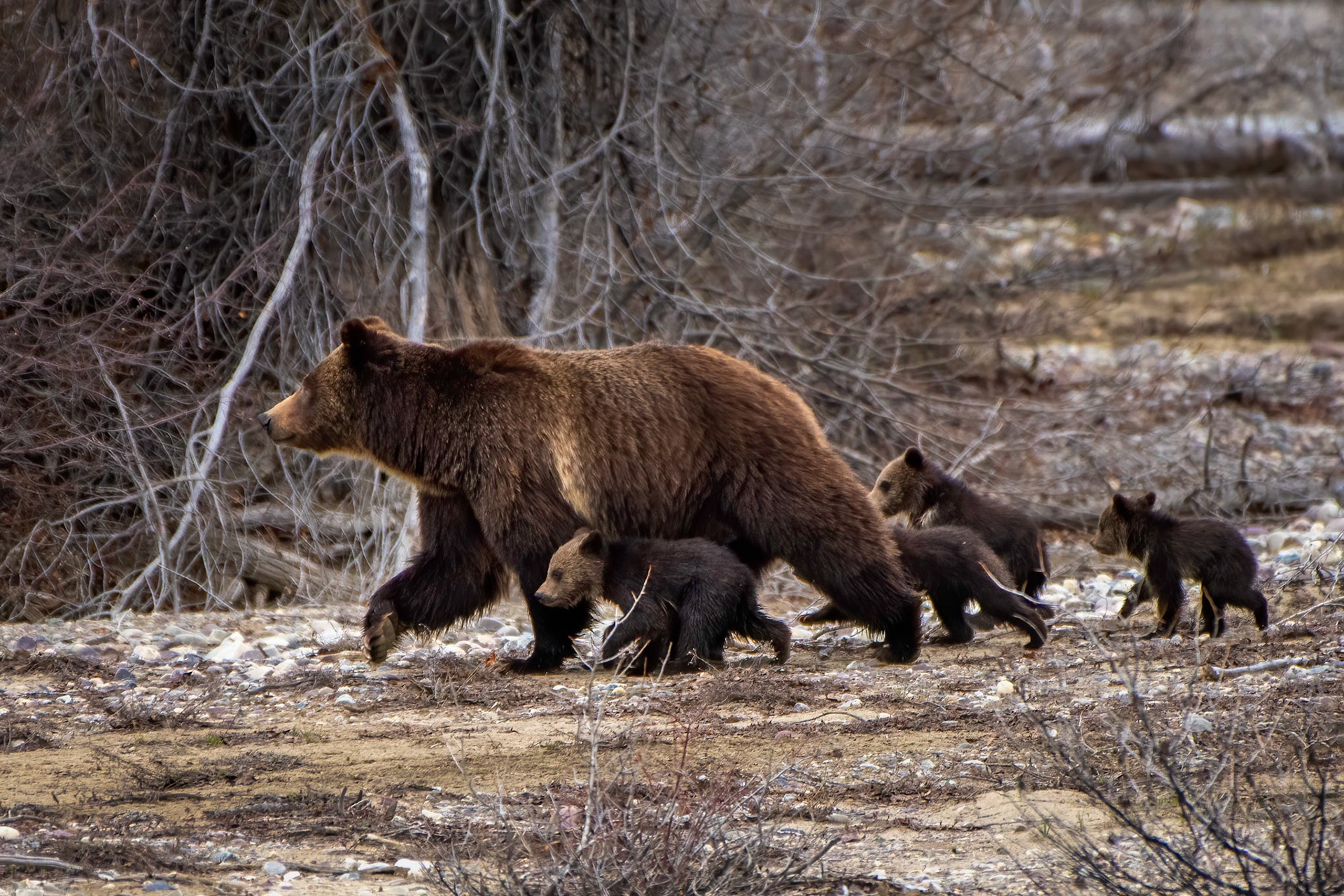Grizzly Bear 399 and her four cubs
