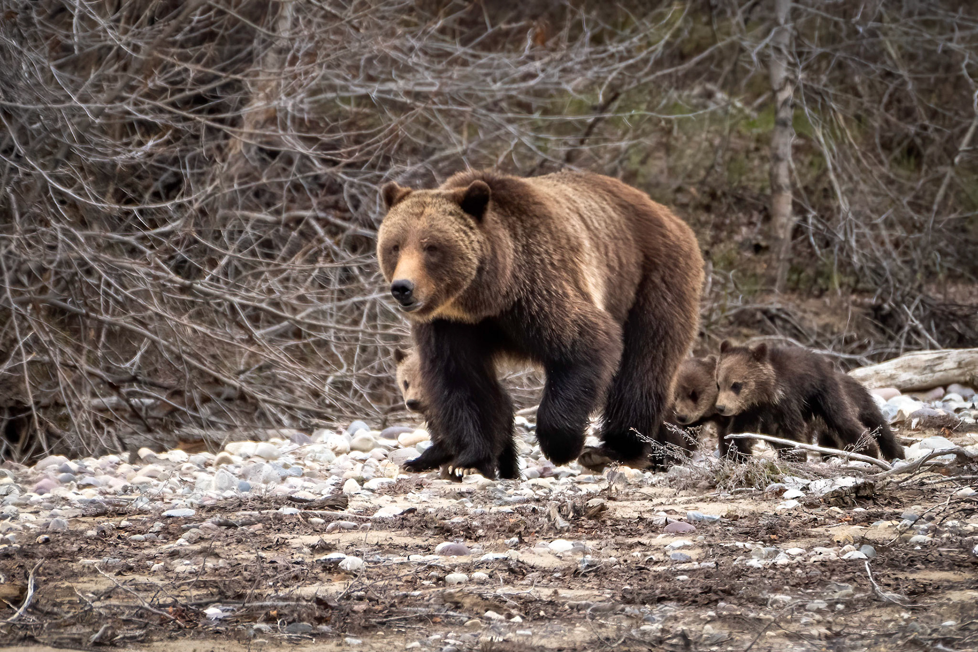 Grizzly Bear 399 and her four cubs