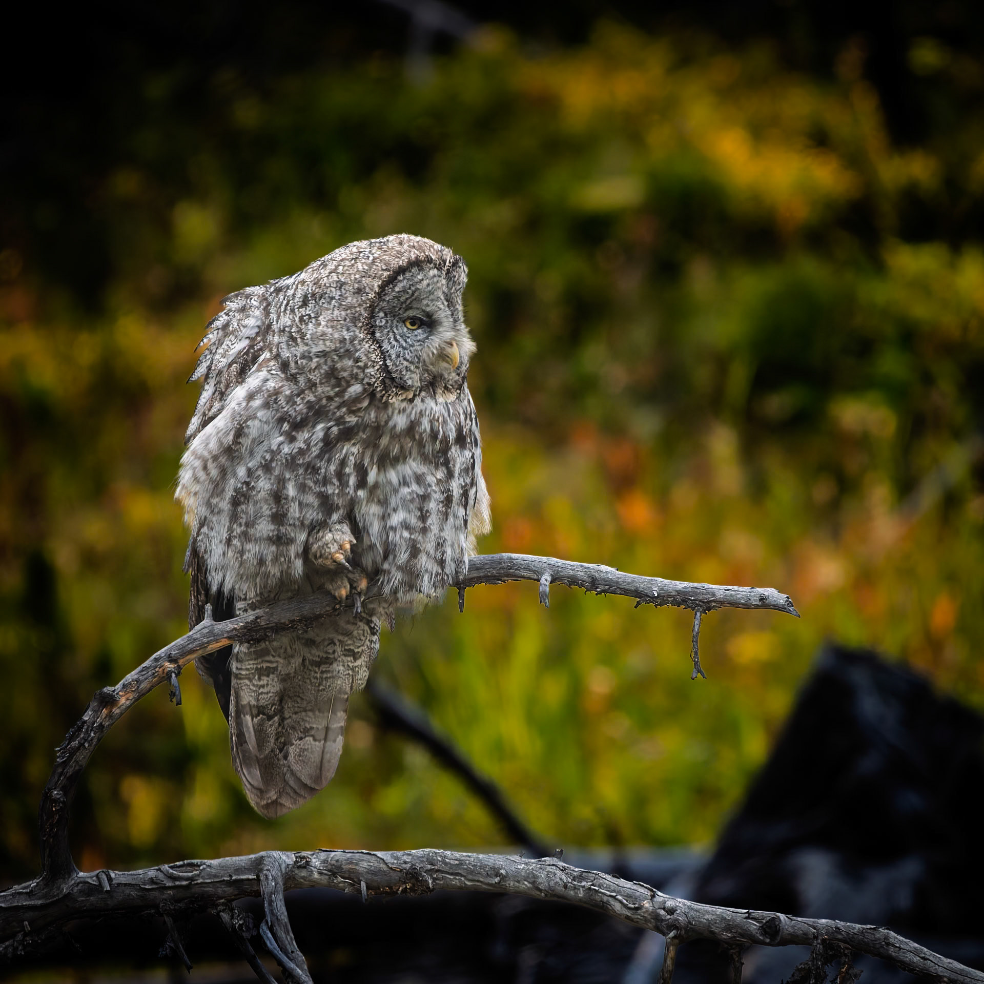 Great Grey Owl