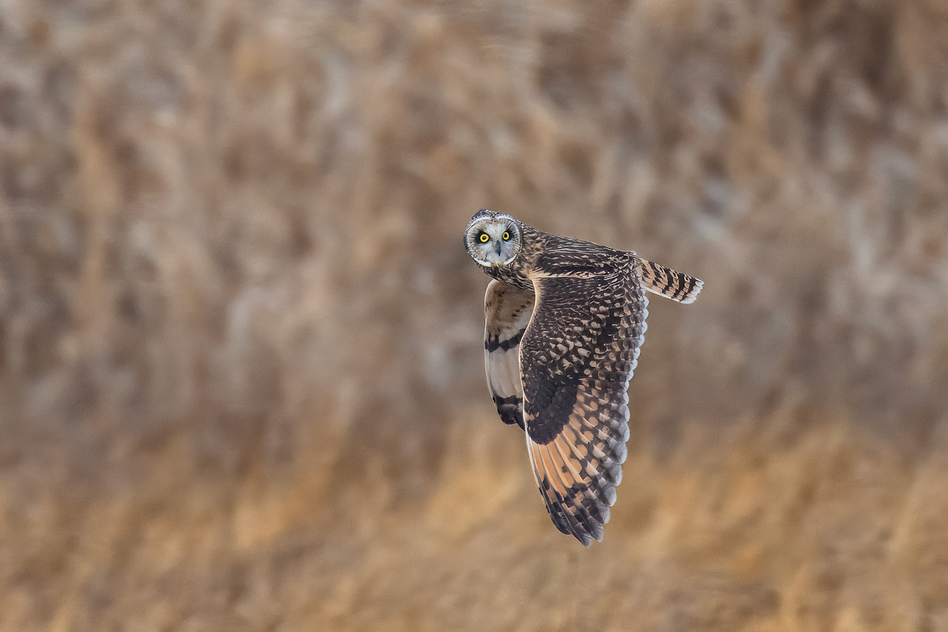 Short Eared Owl