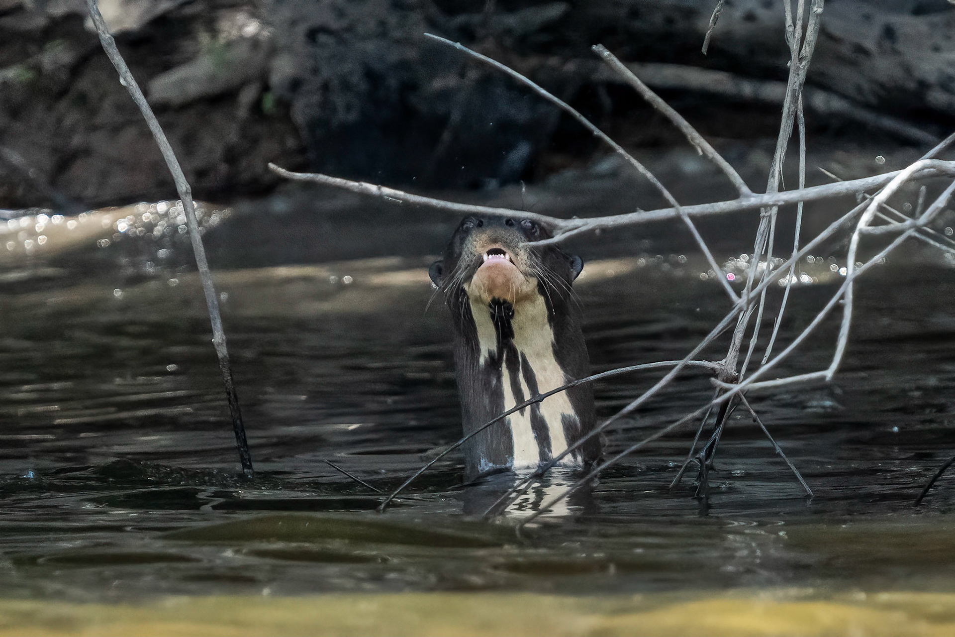 Giant Otter