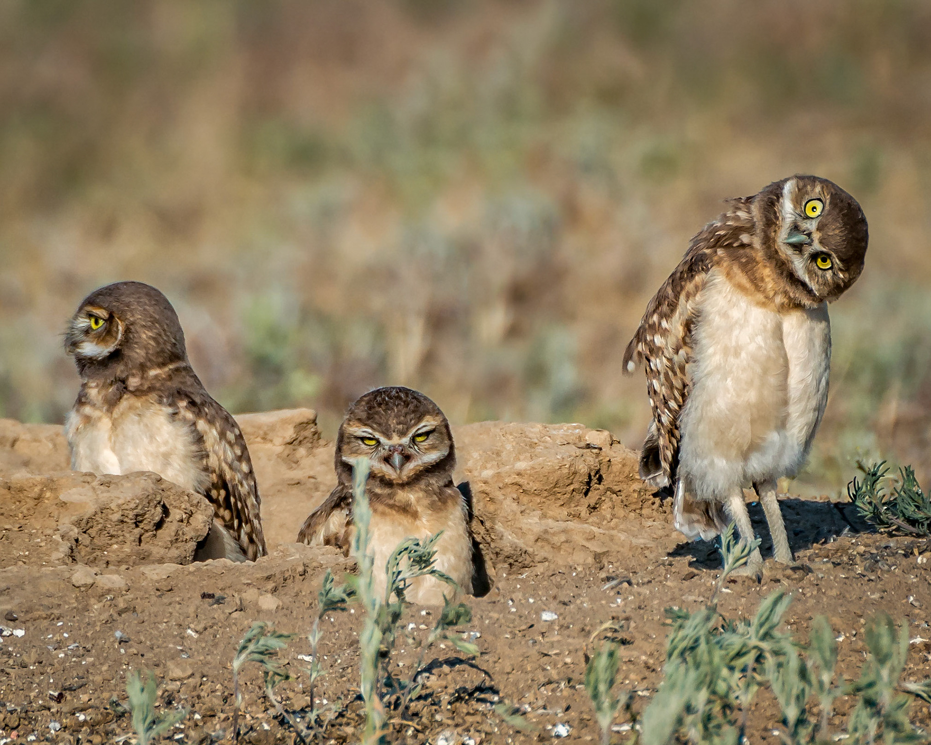 Burrowing Owl