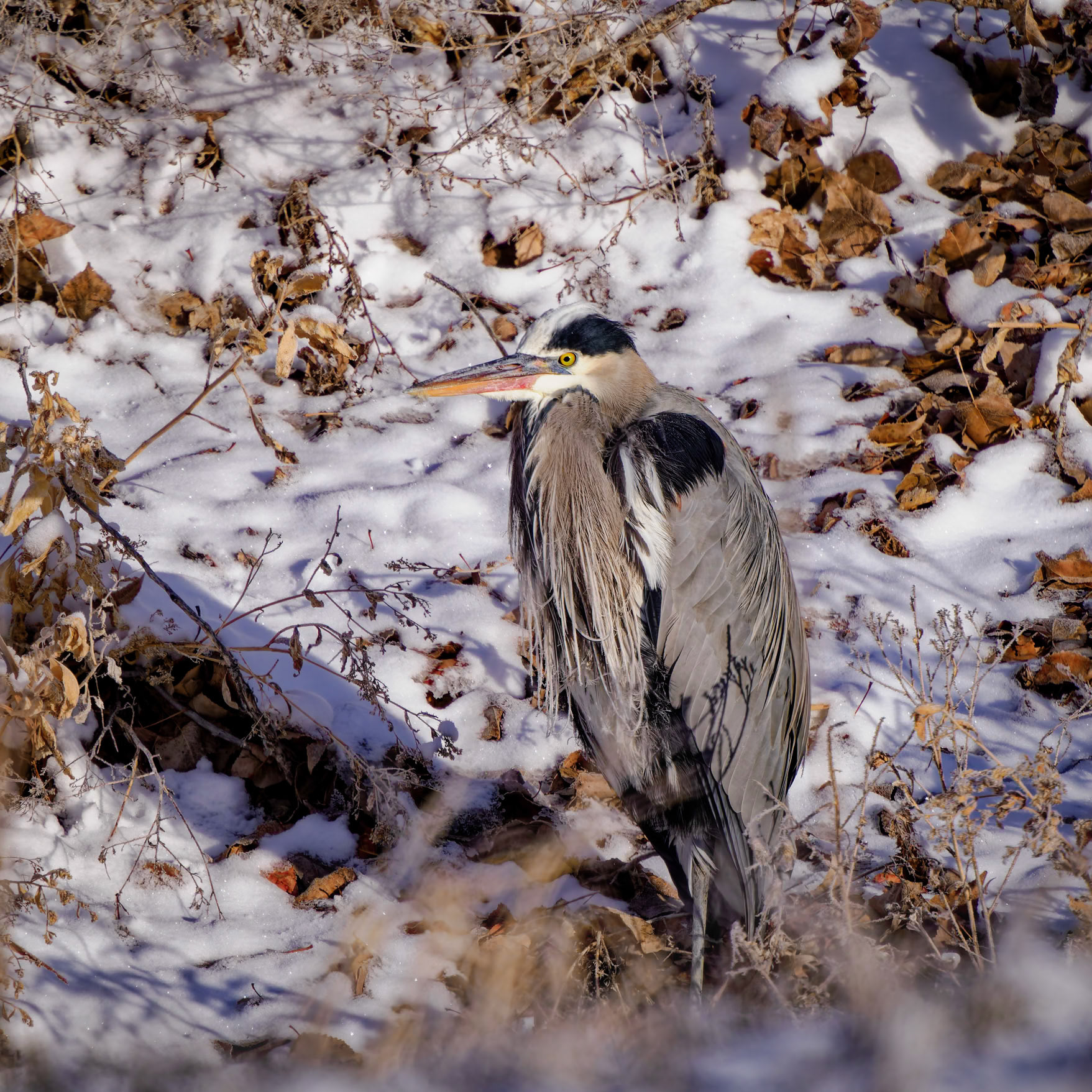 Great Blue Heron