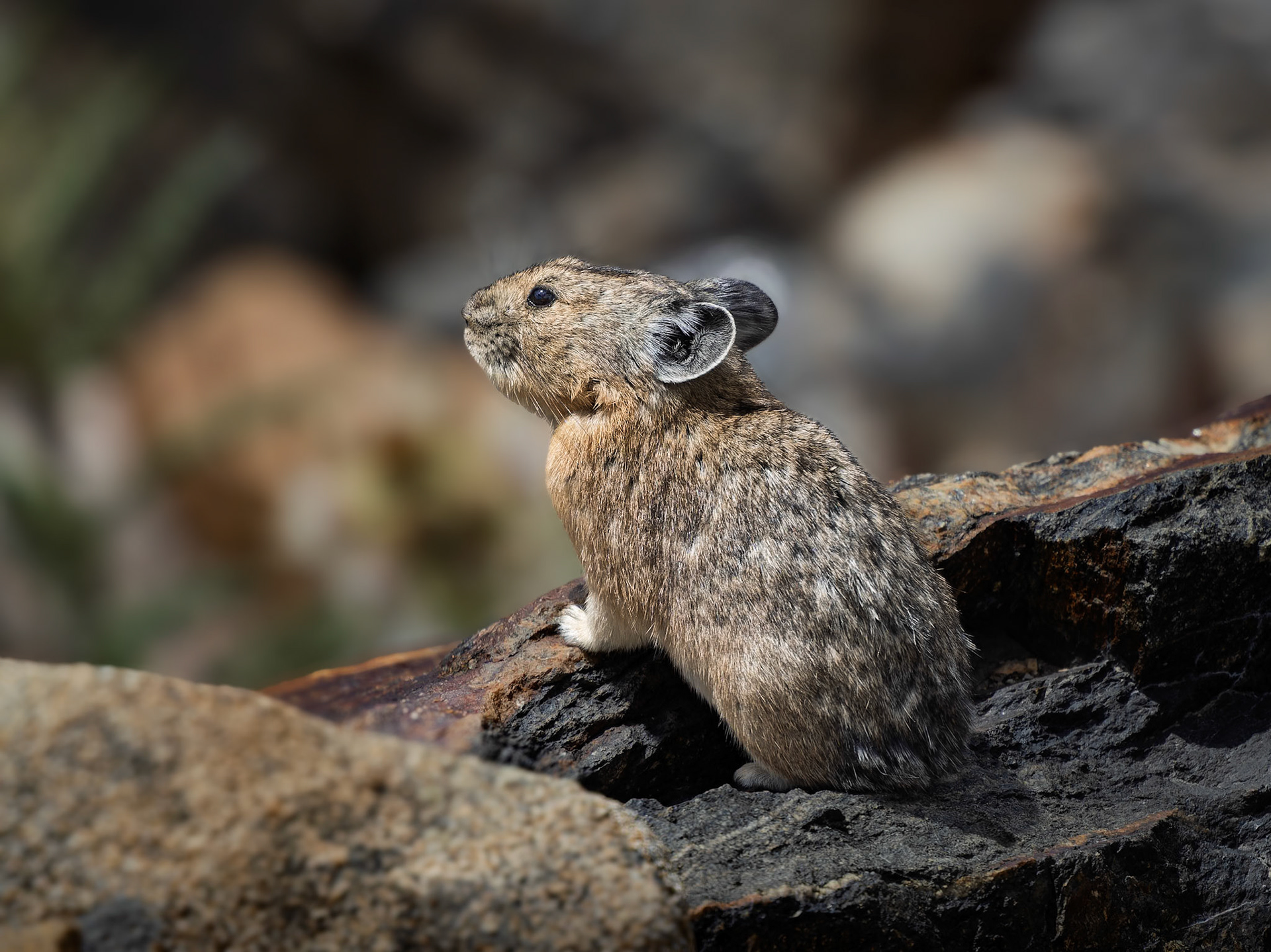 Pika