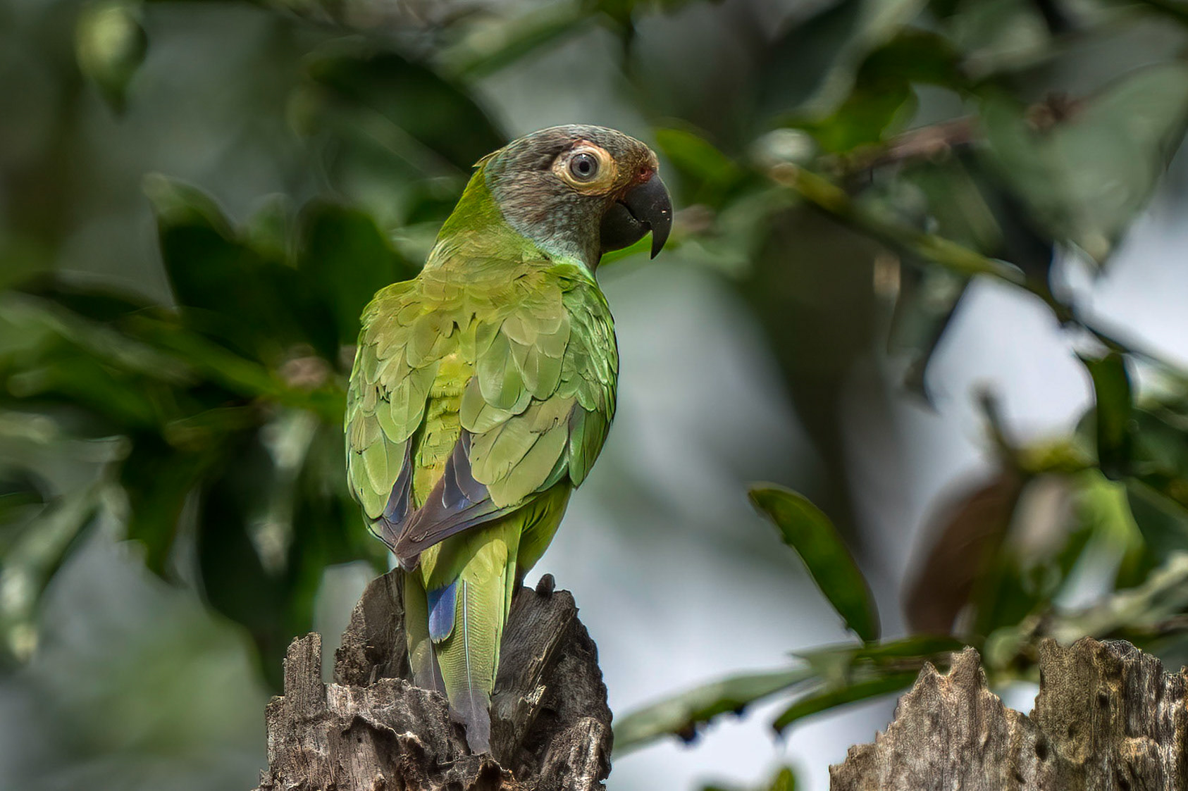 Dusky-headed Parakeet