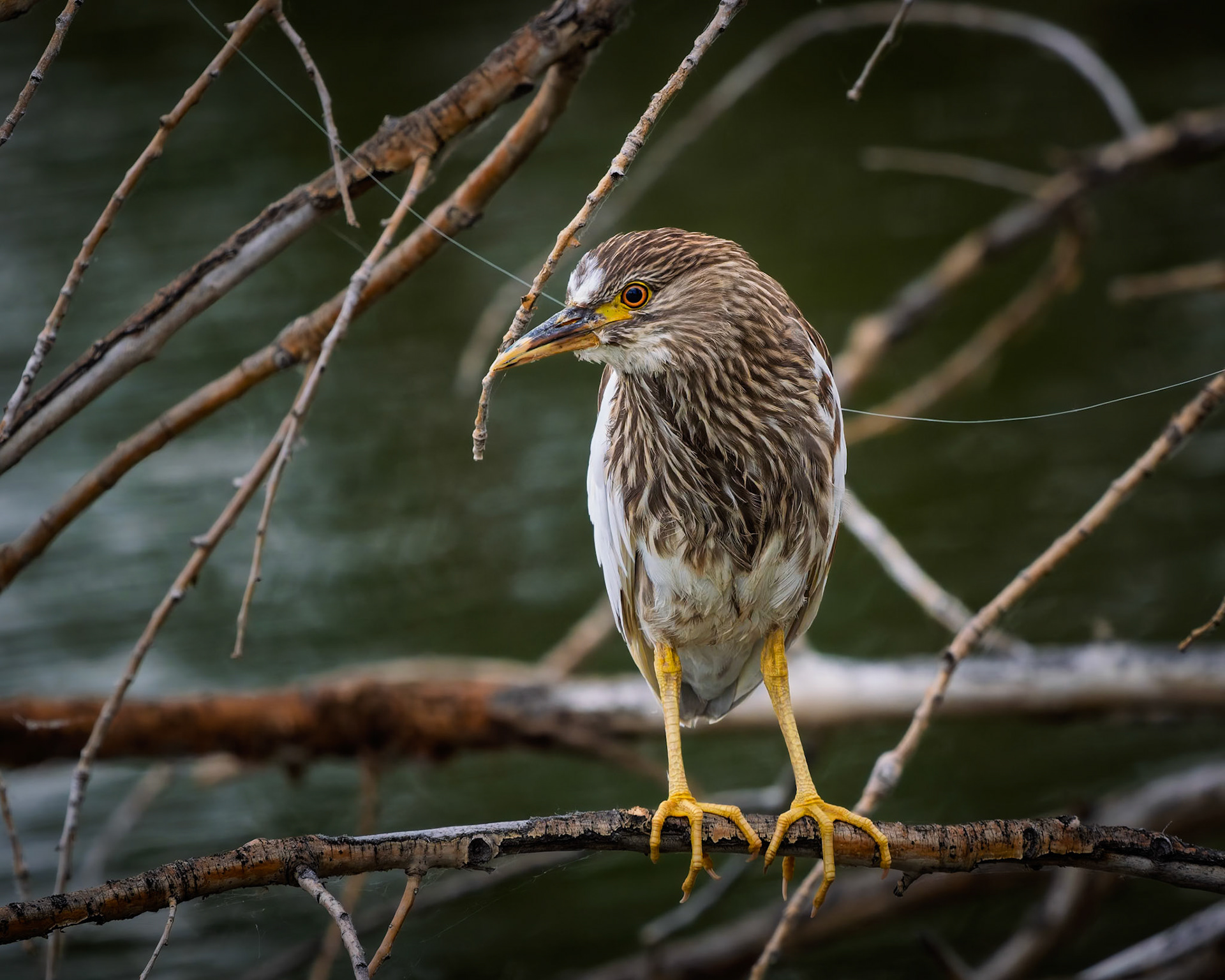 Night Heron