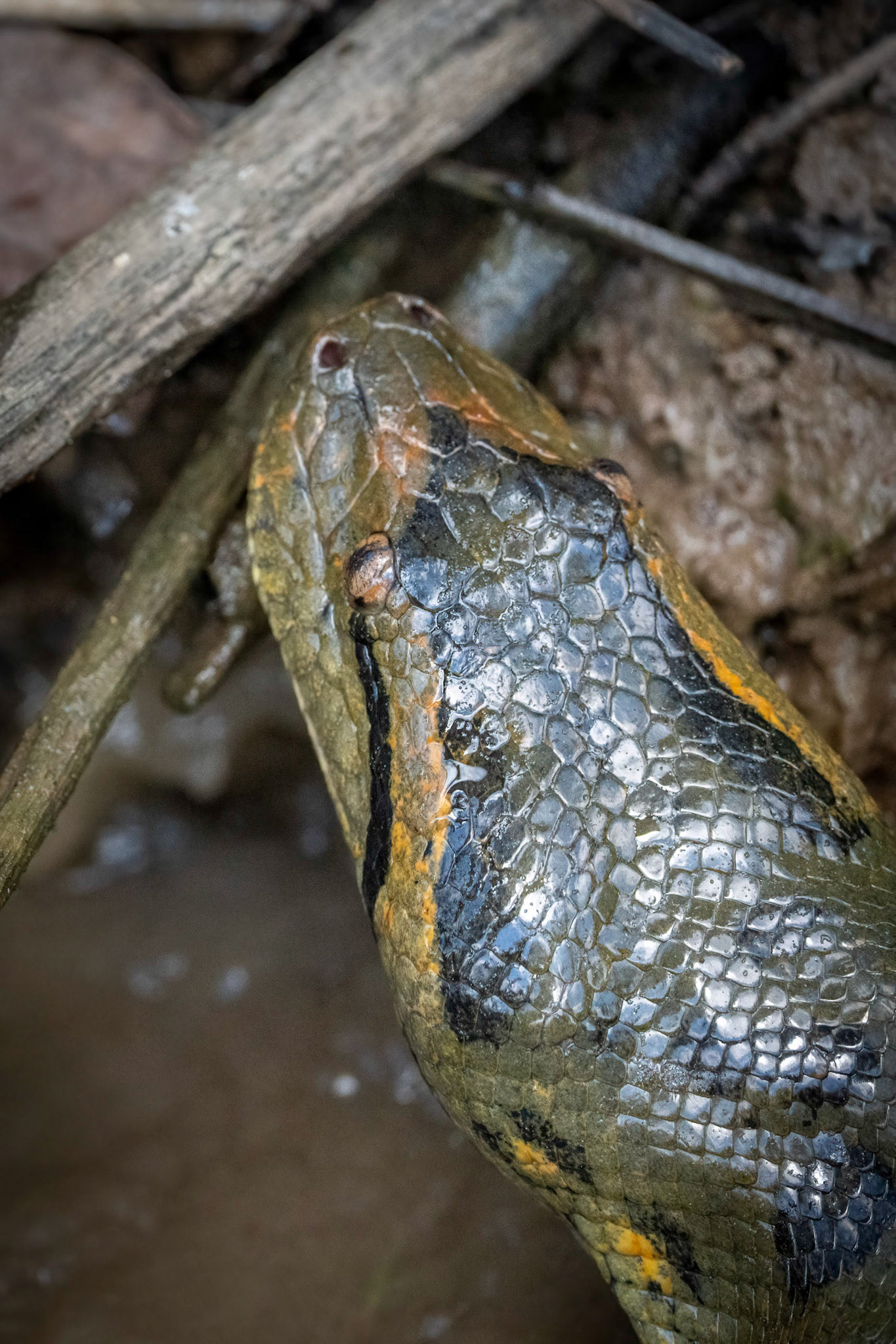 Anaconda