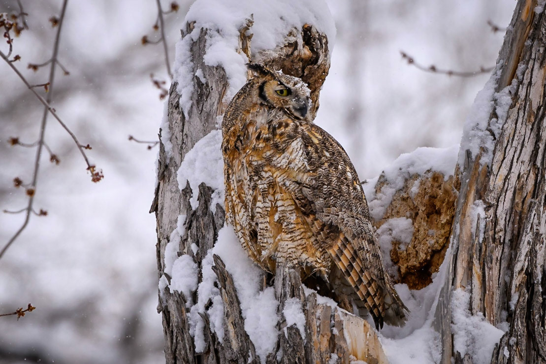 Great Horned Owl