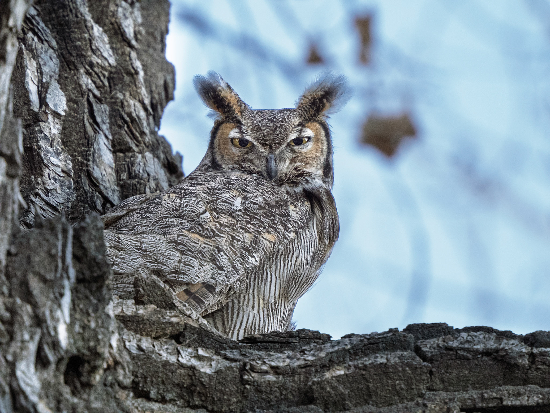 Great Horned Owl 
