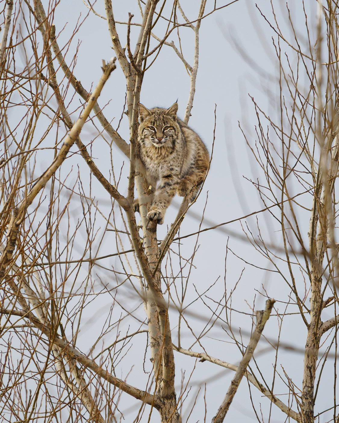 Bobcat