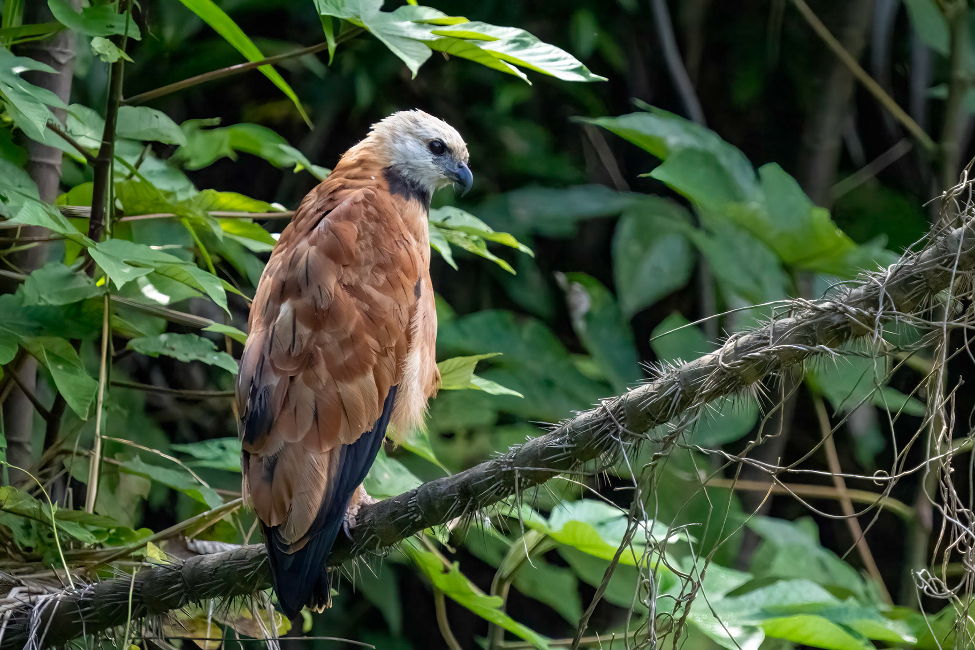 Black Collared Hawk