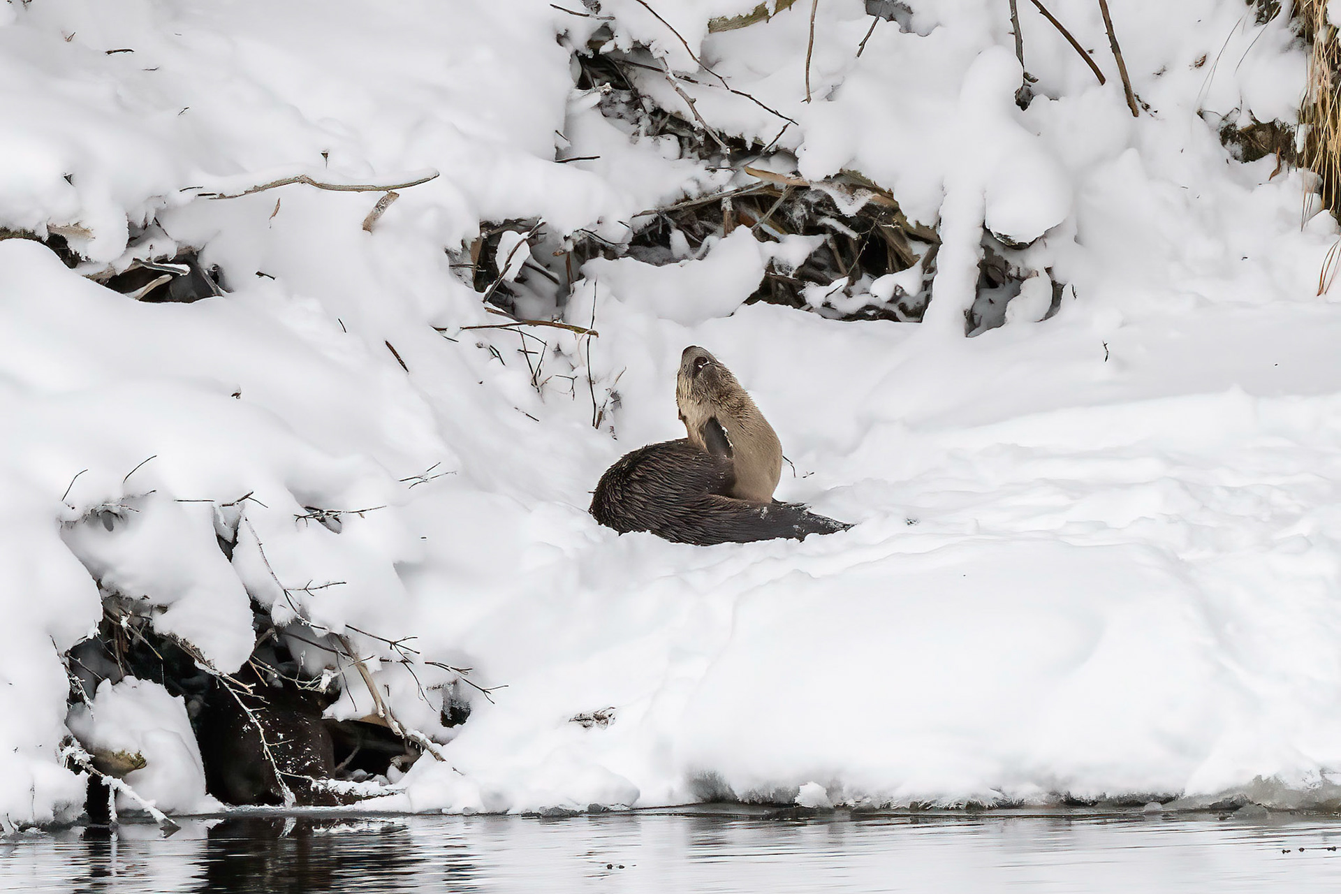 Sometimes you gotta itch