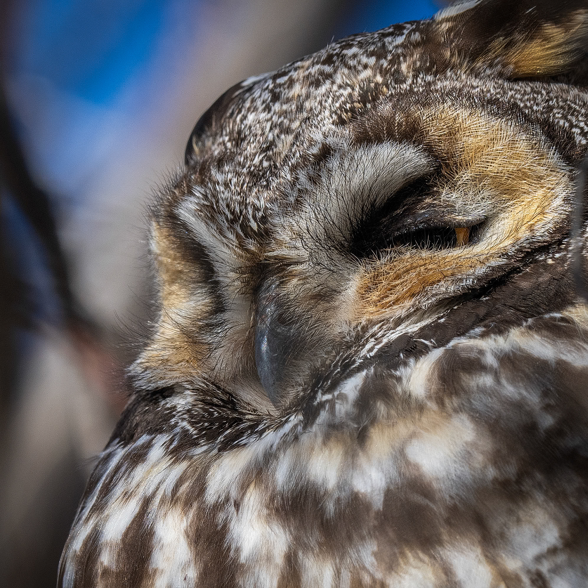 Long Eared Owl