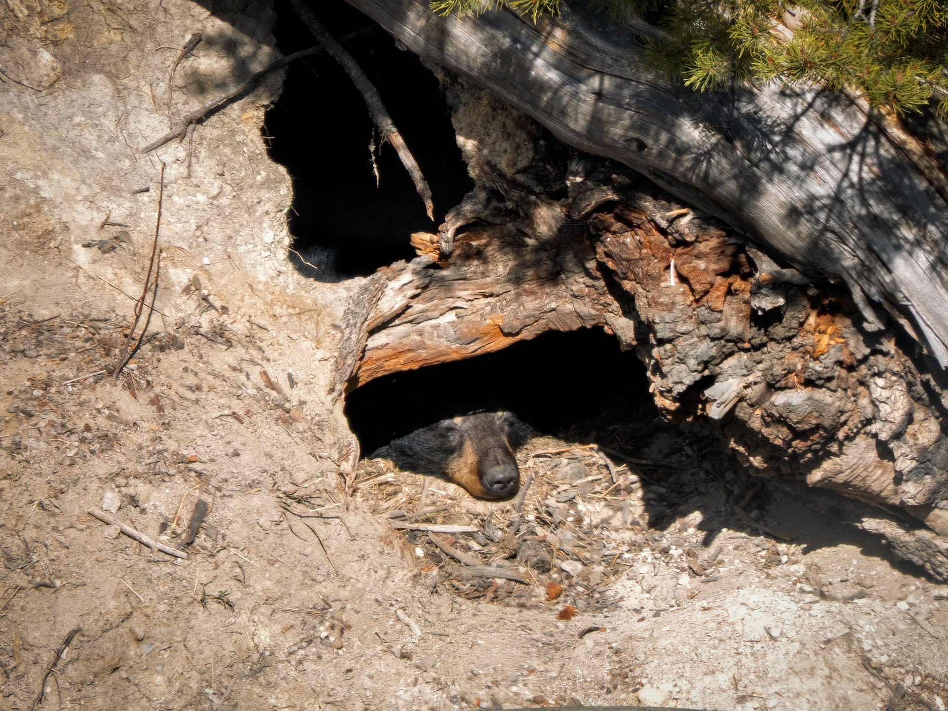 Black Bear Hibernating