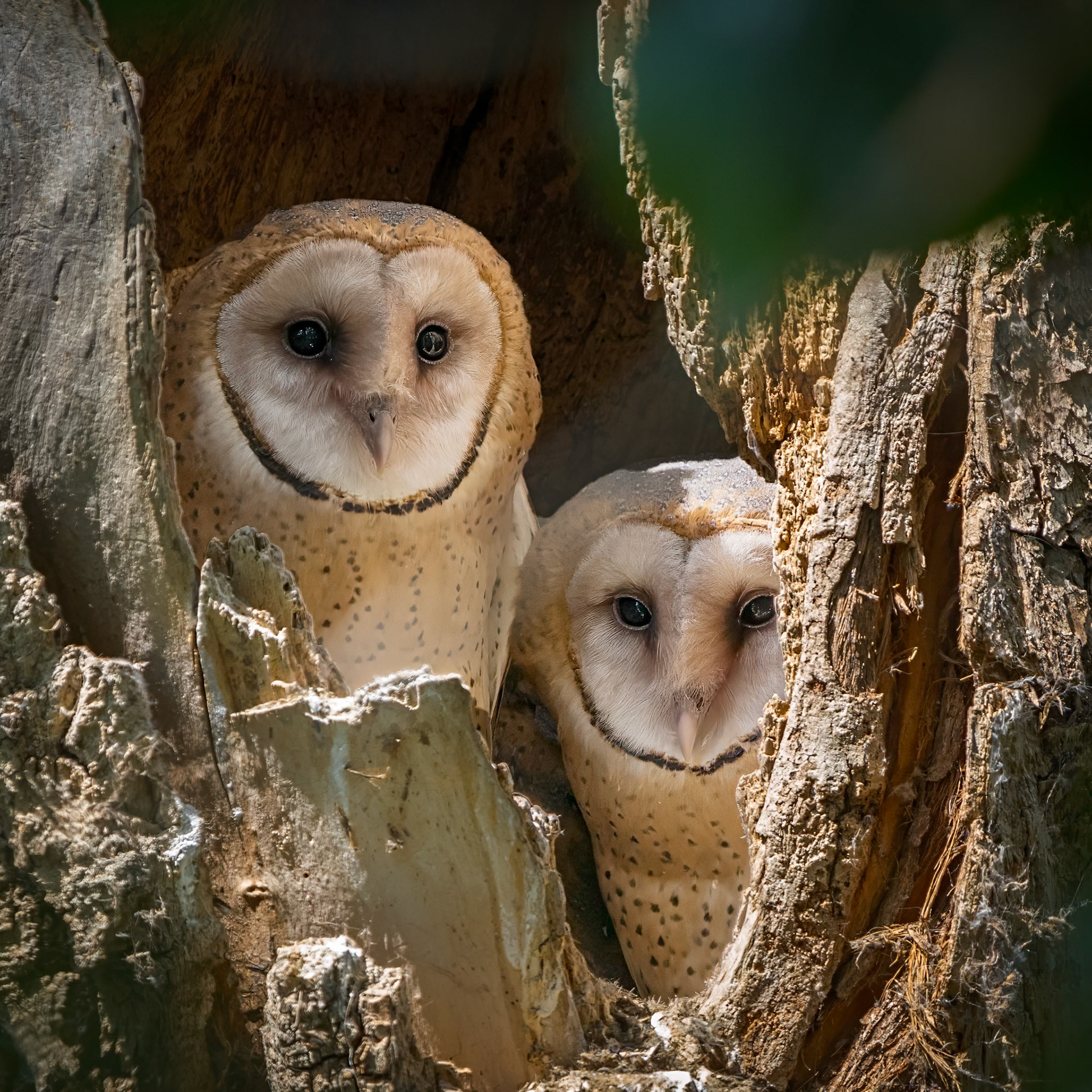 Barn Owl