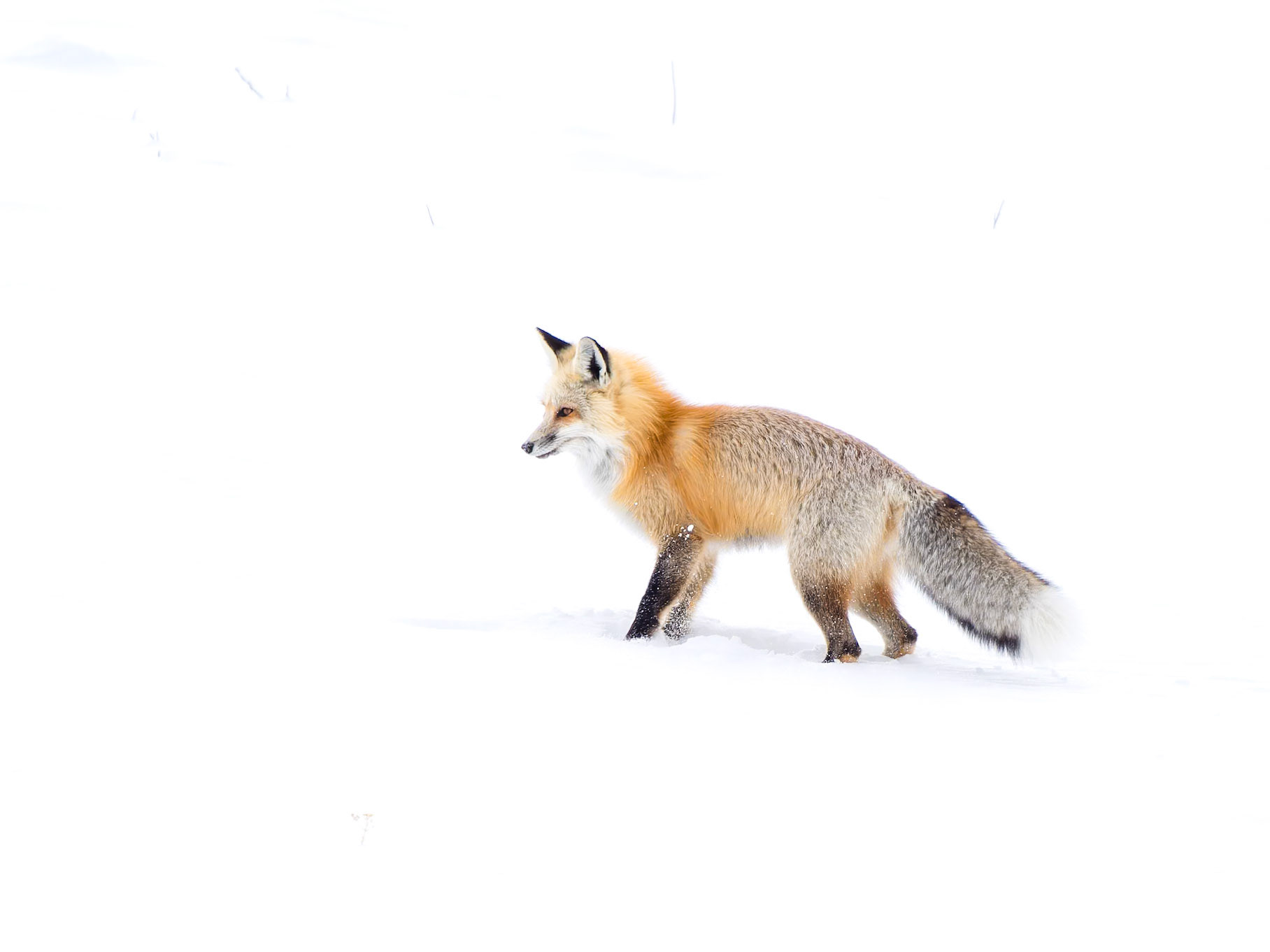Fox Yellowstone National Park