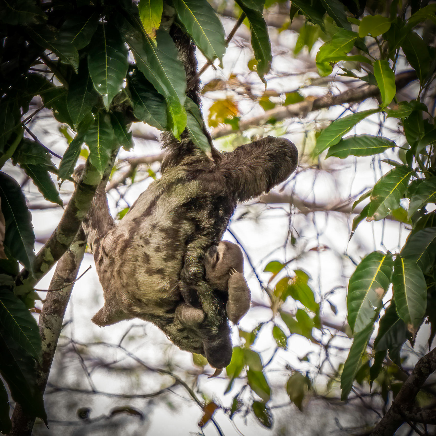Three Toed Sloth with baby