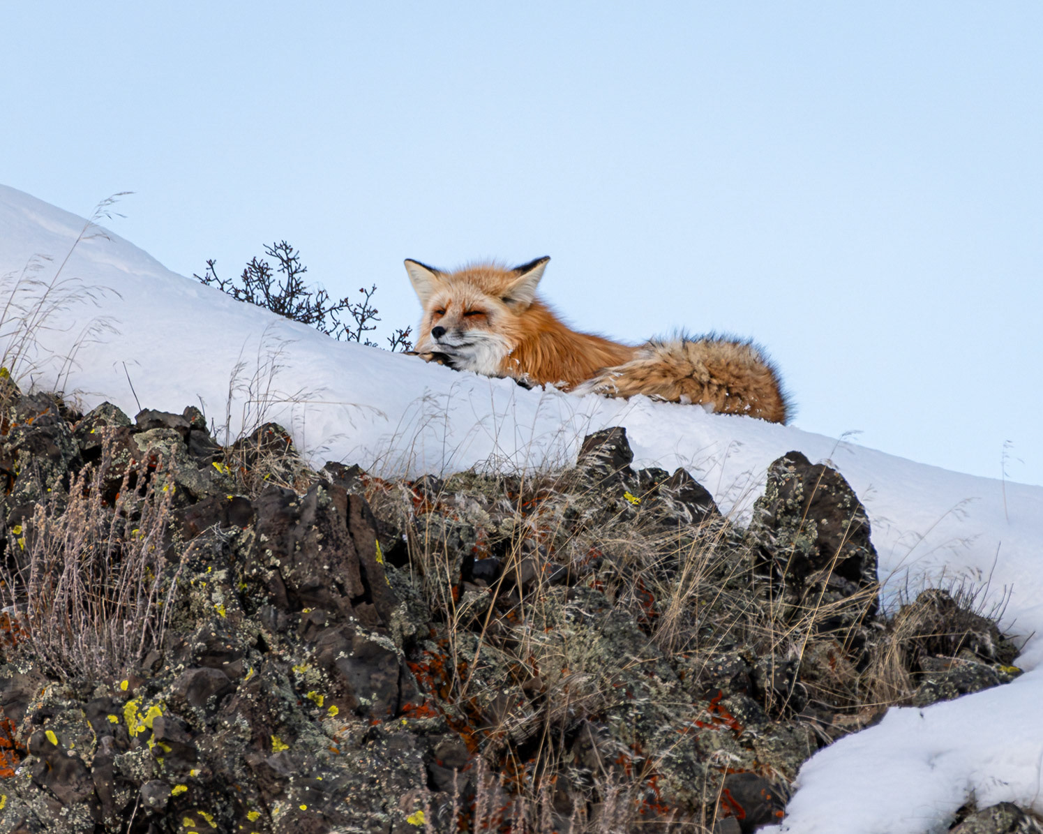 Fox