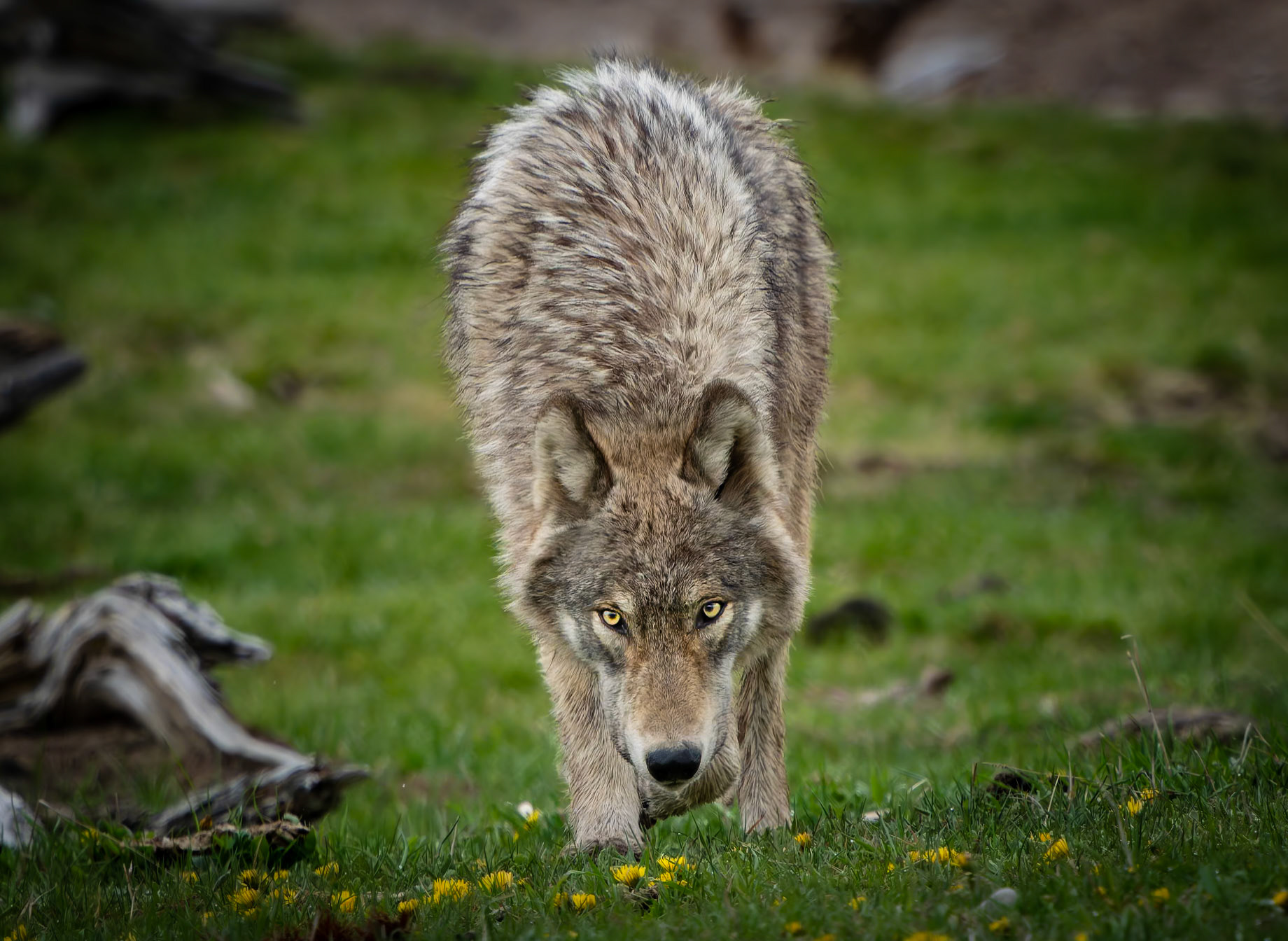 Wolf Yellowstone National Park