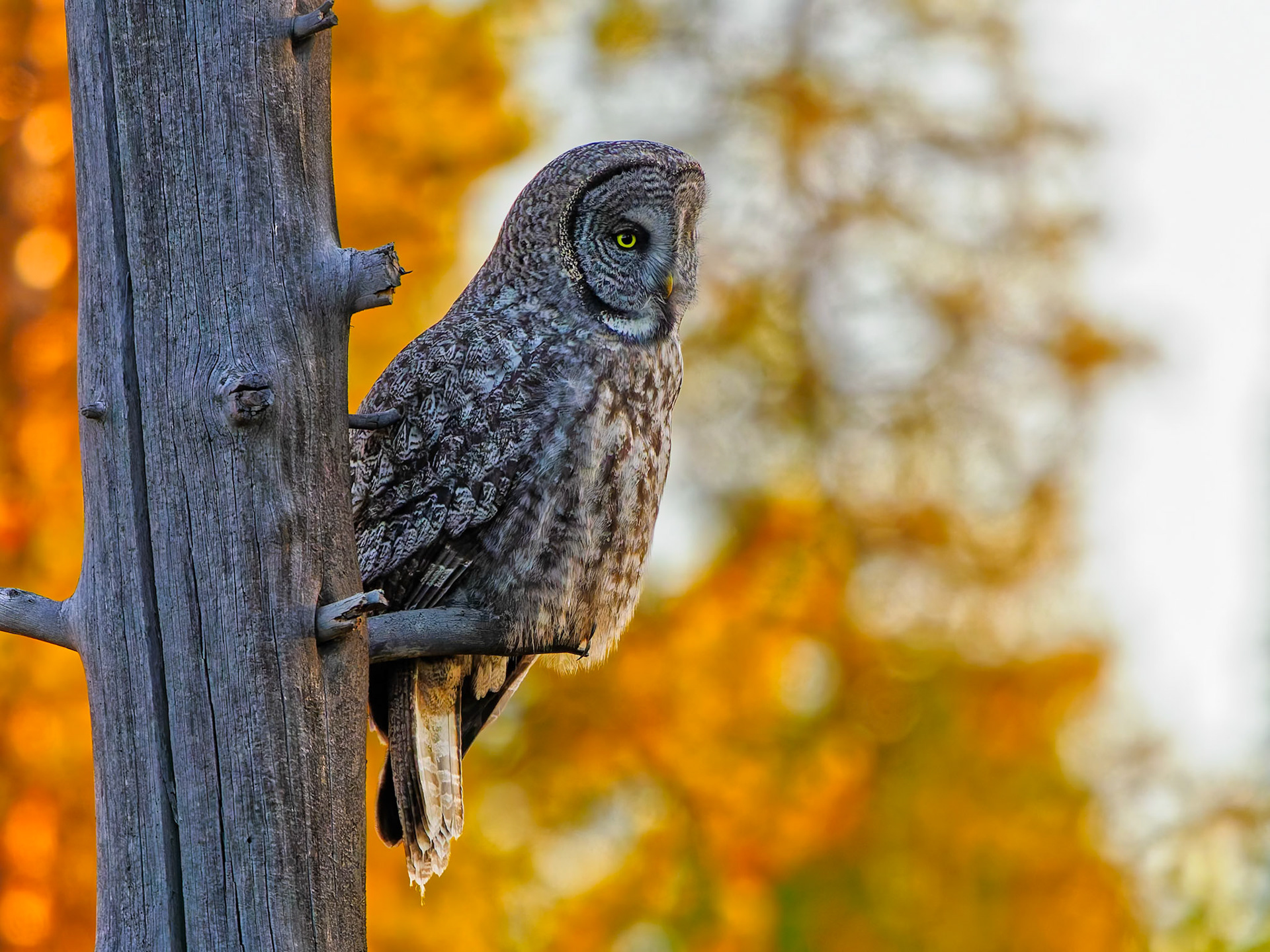 Great Grey Owl