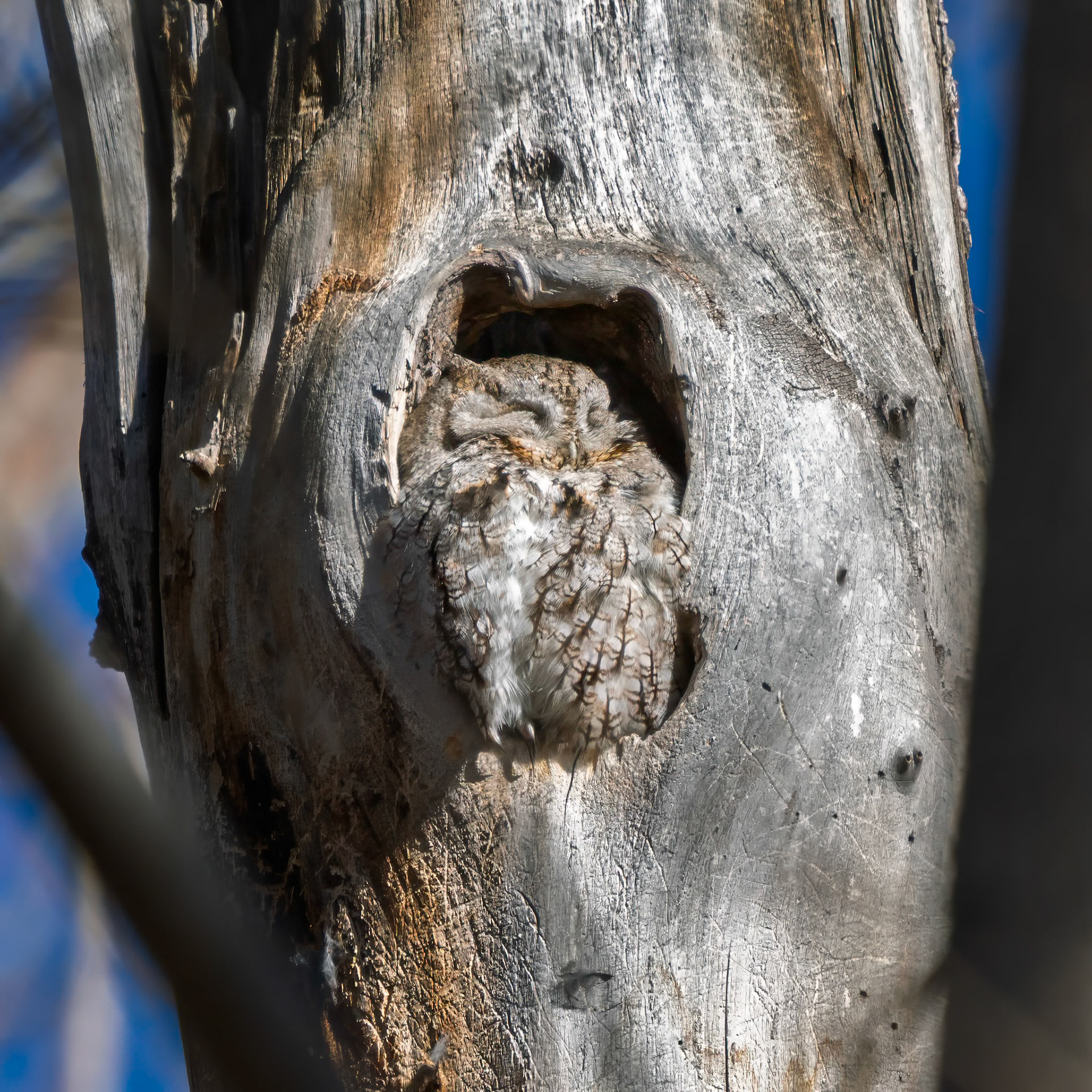 Screech Owl