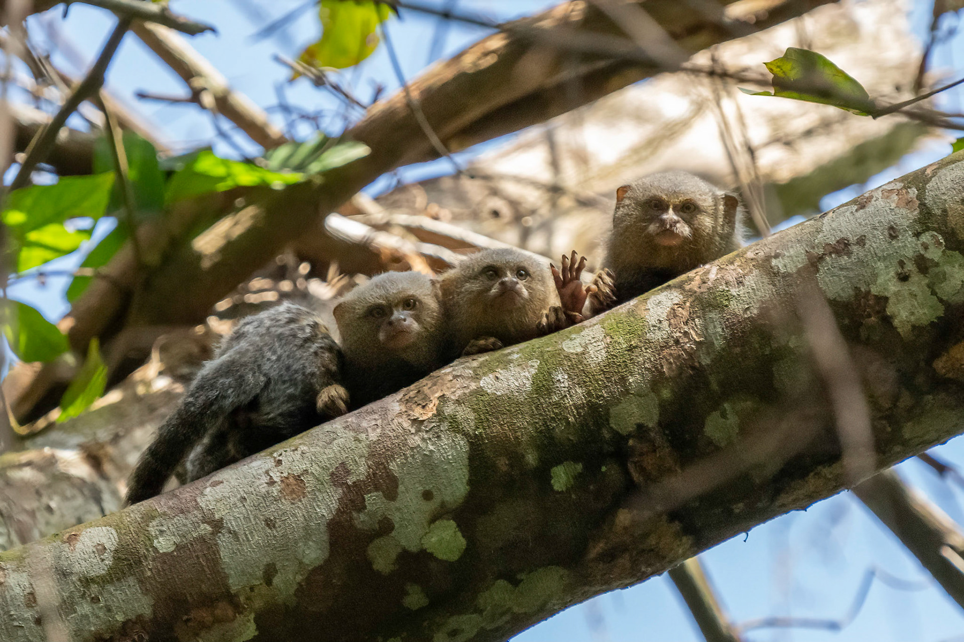  Pygmy Marmoset