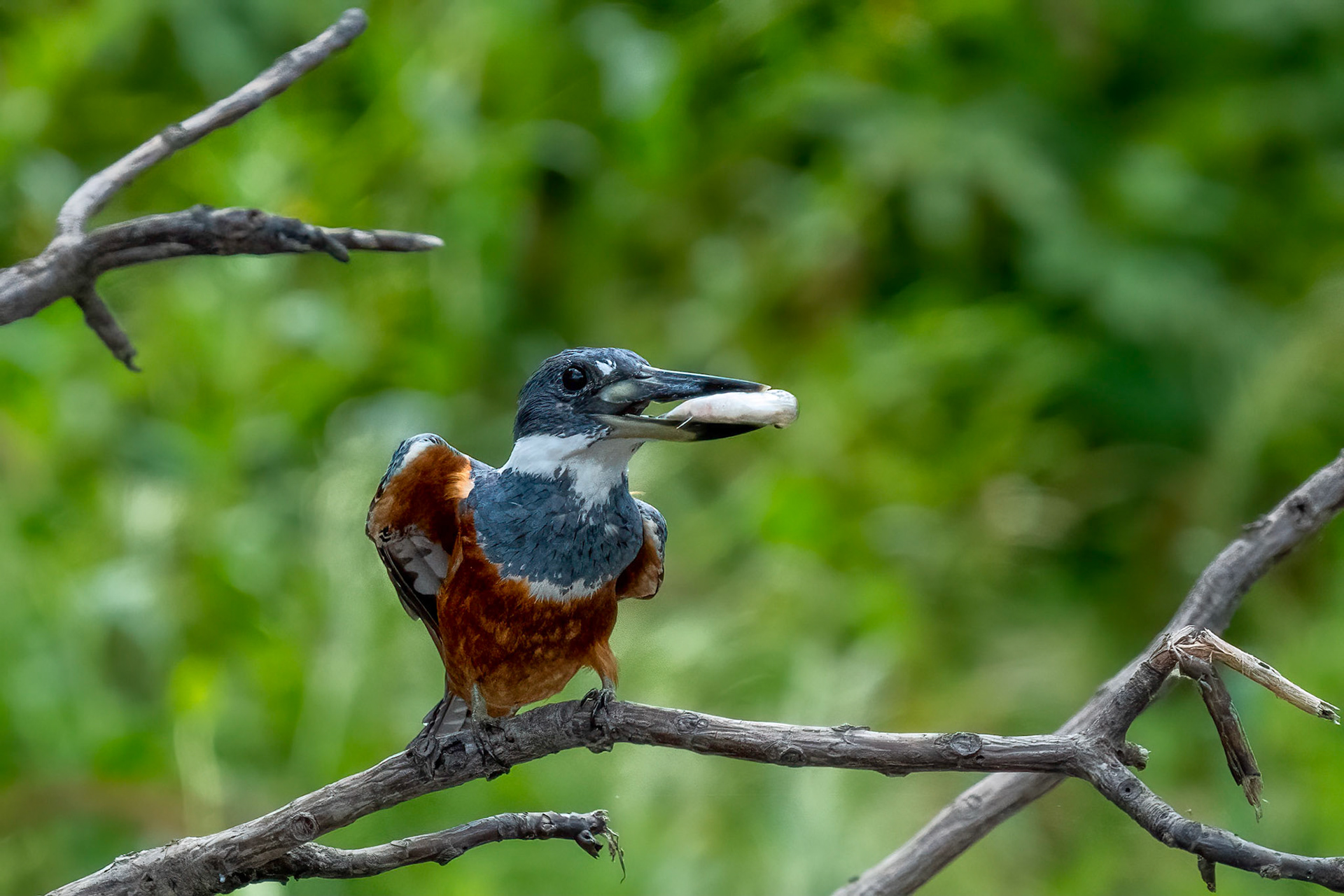 Amazon Kingfisher