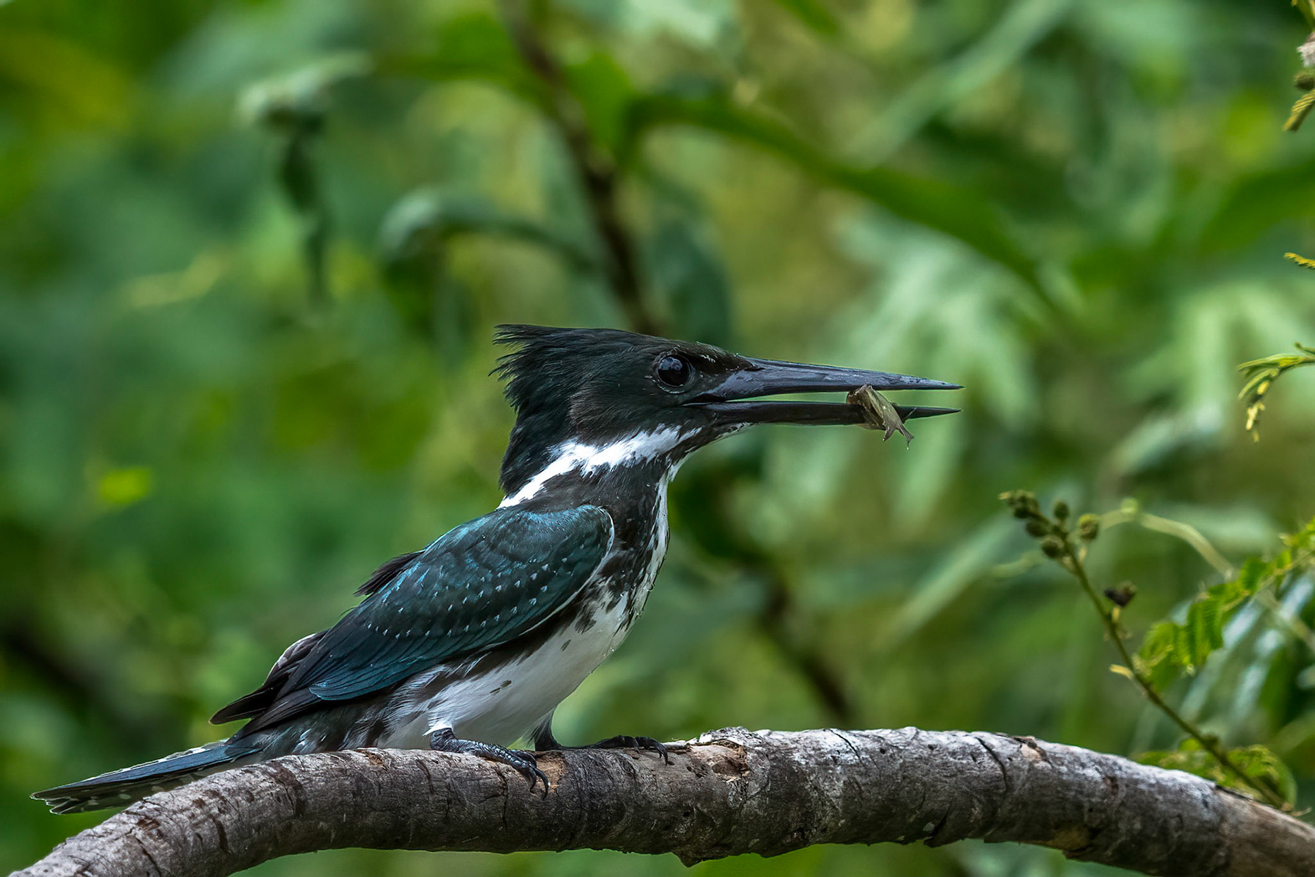 Kingfisher