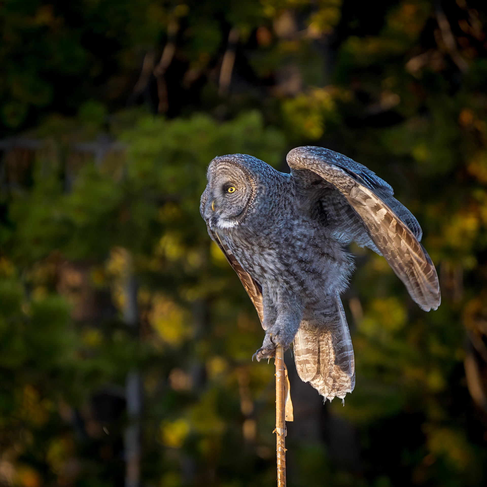 Great Grey Owl