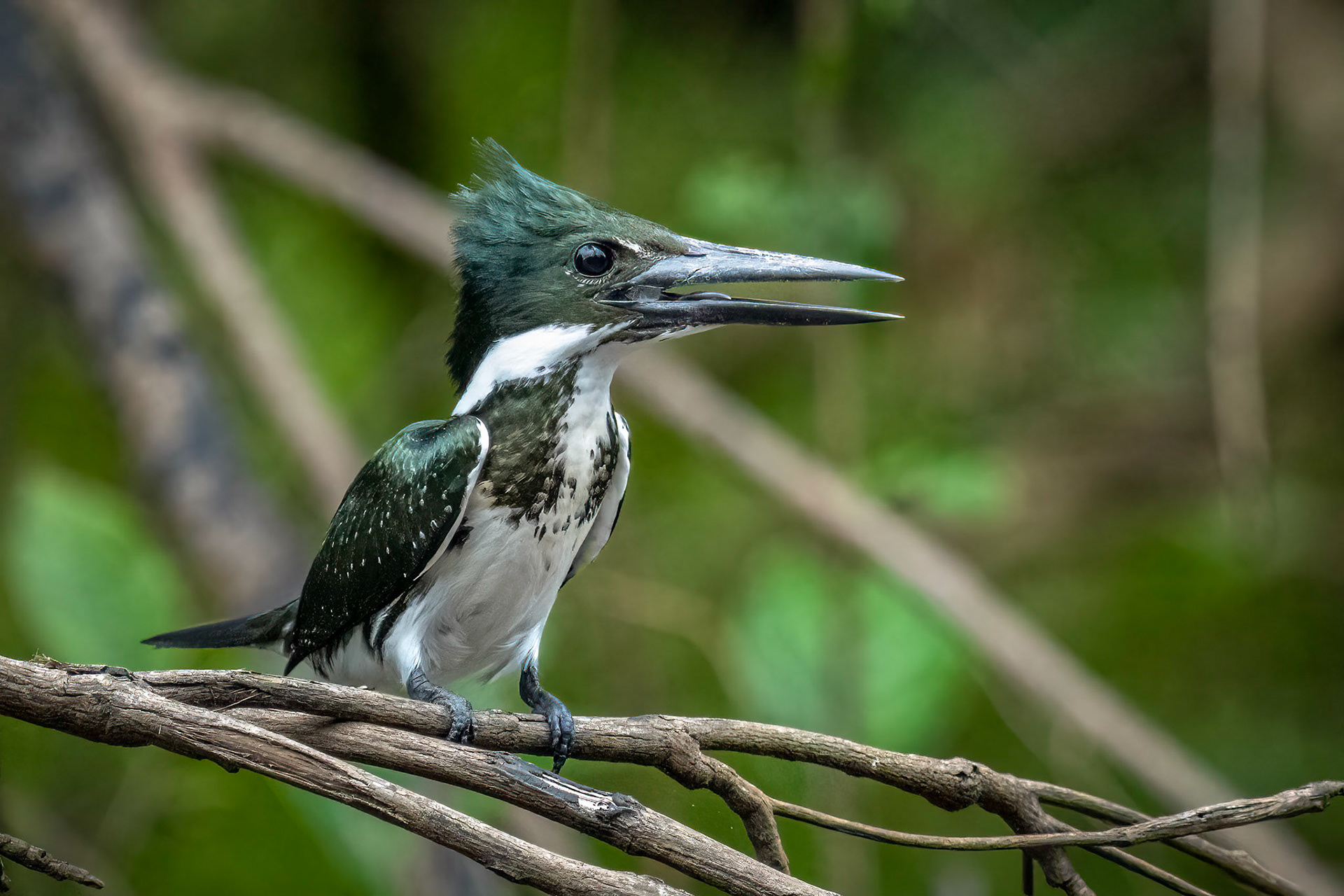 Green Kingfisher