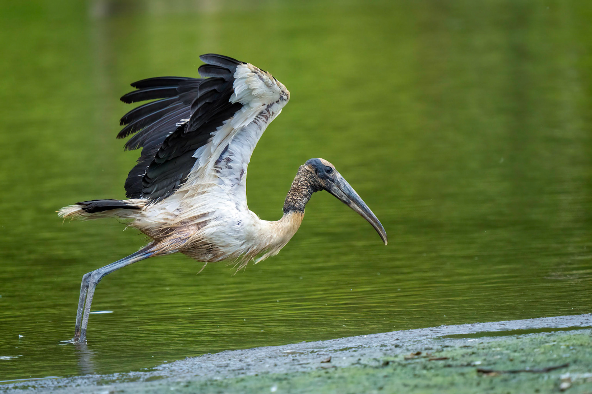 Wood Stork