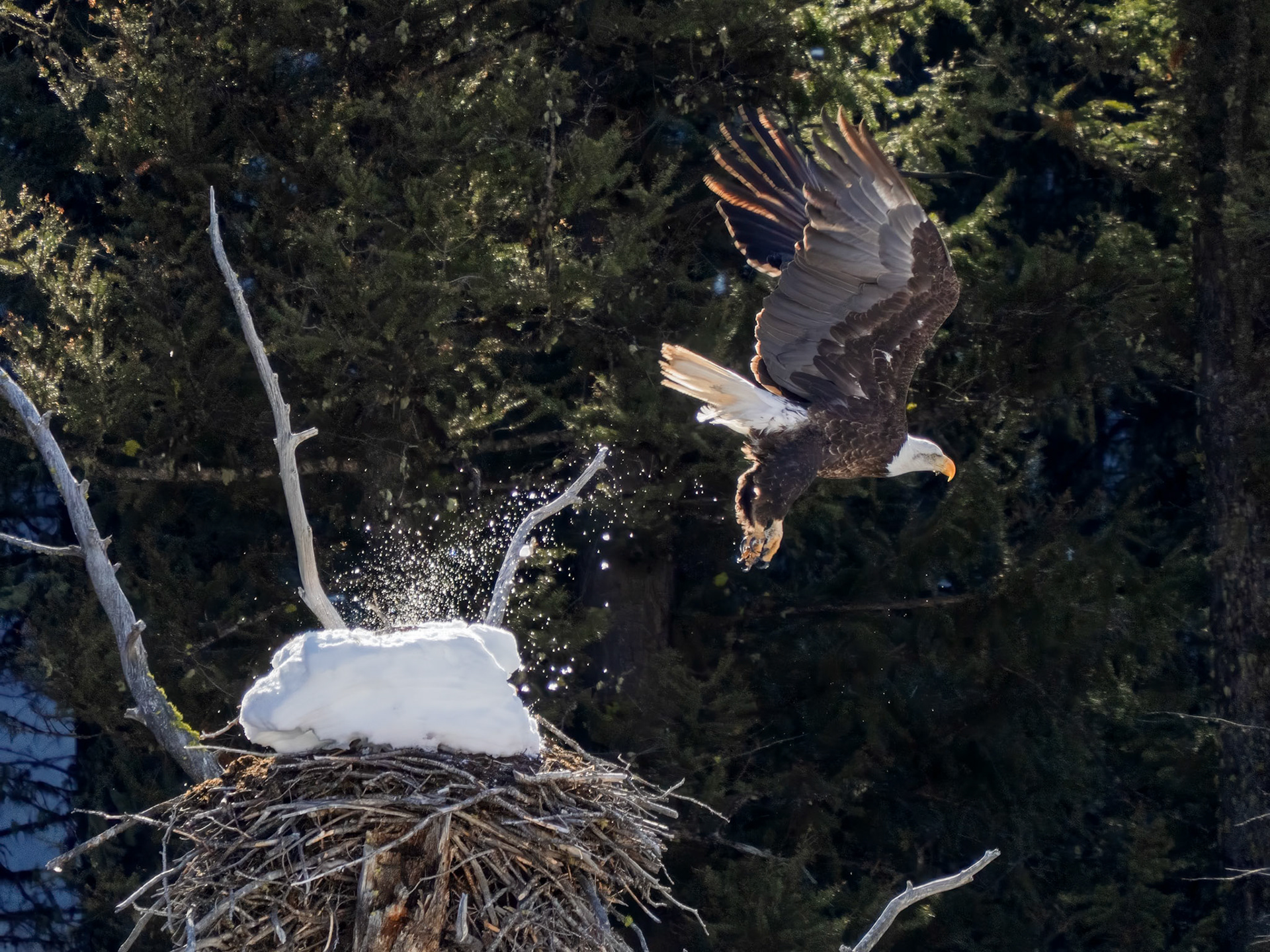 Bald Eagle