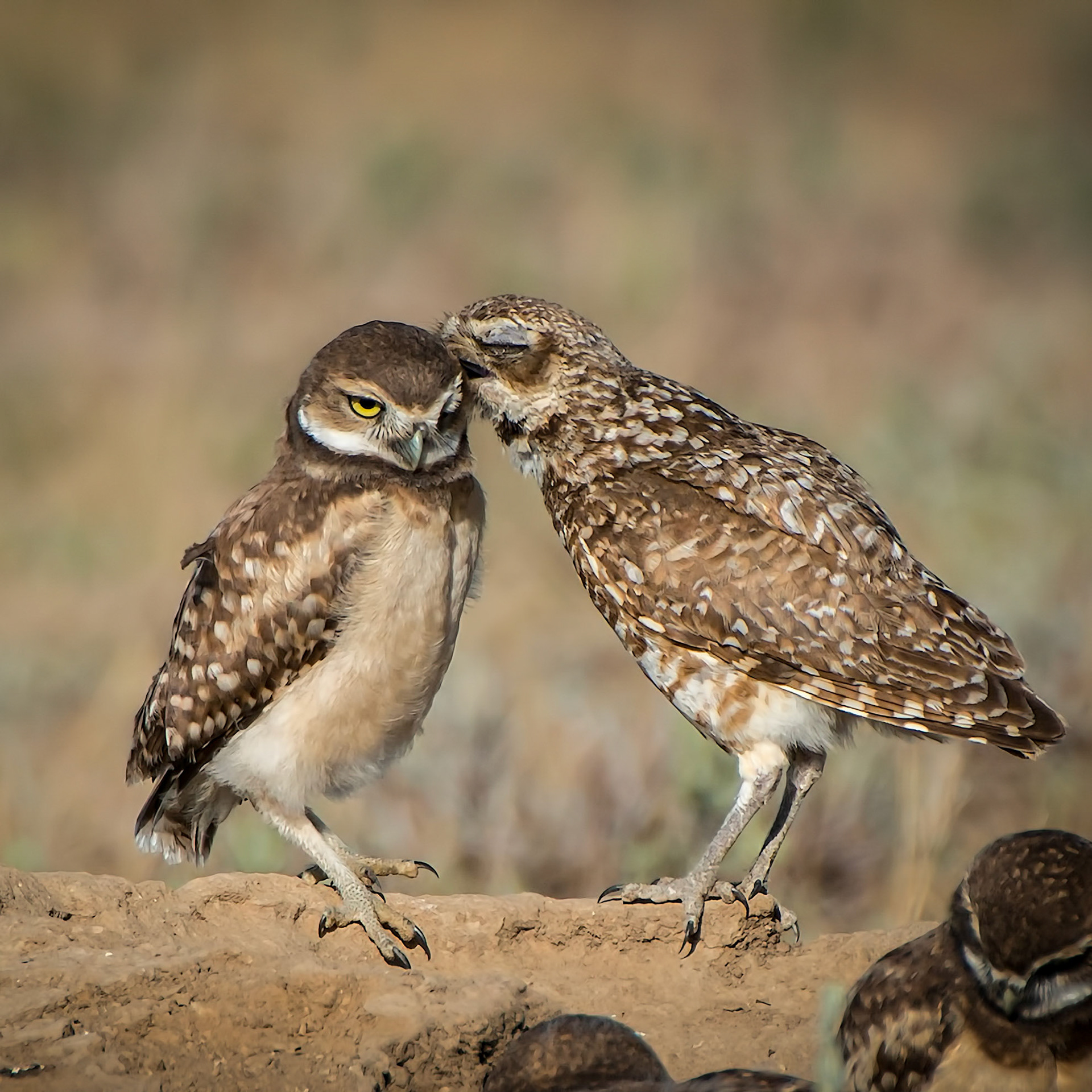 Burrowing Owl