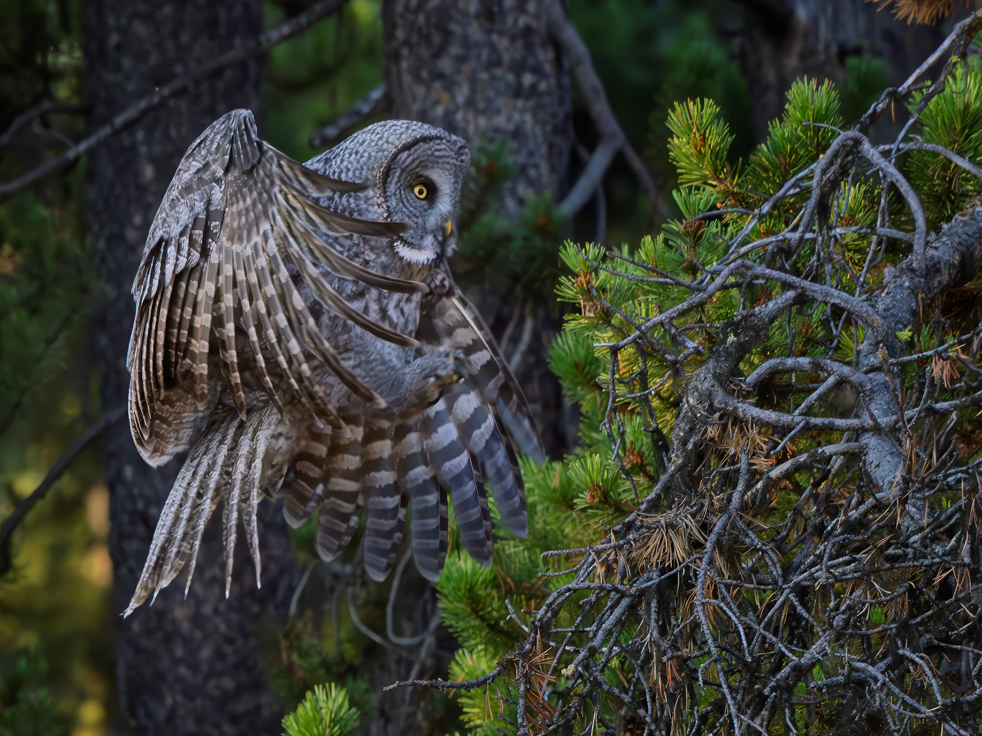 Great Grey Owl