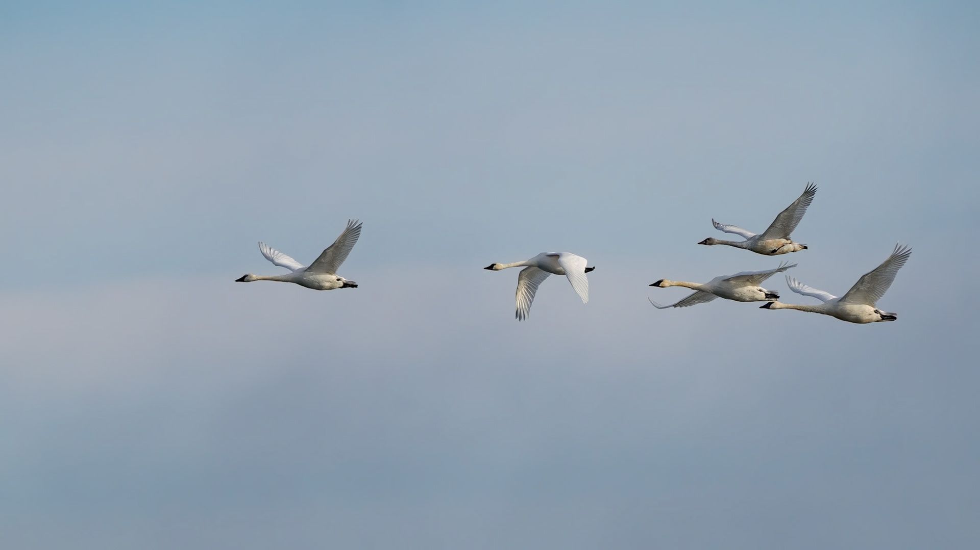 Swans